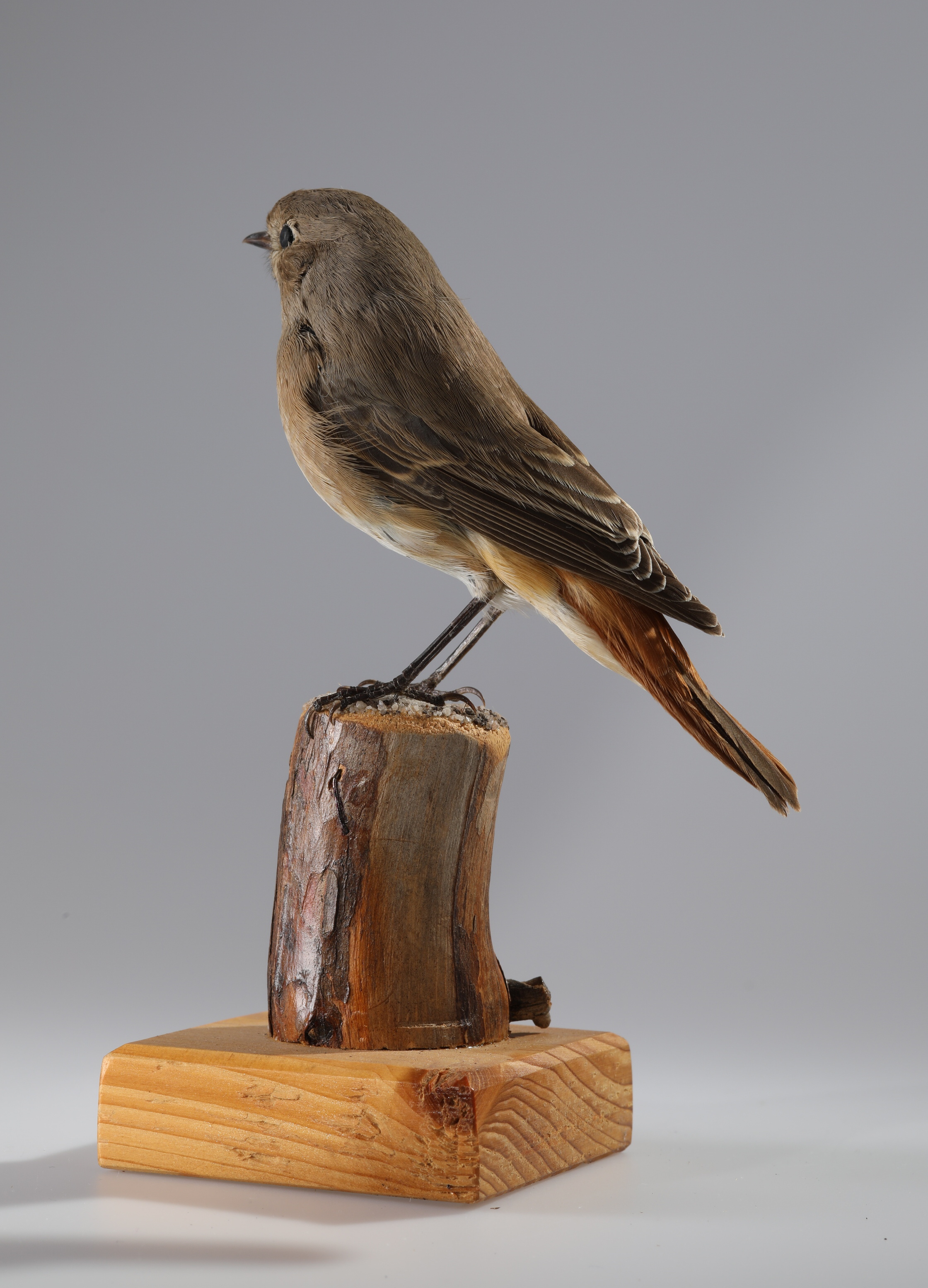 Náhledový obrázek Phoenicurus phoenicurus (dermoplastický preparát) - 3