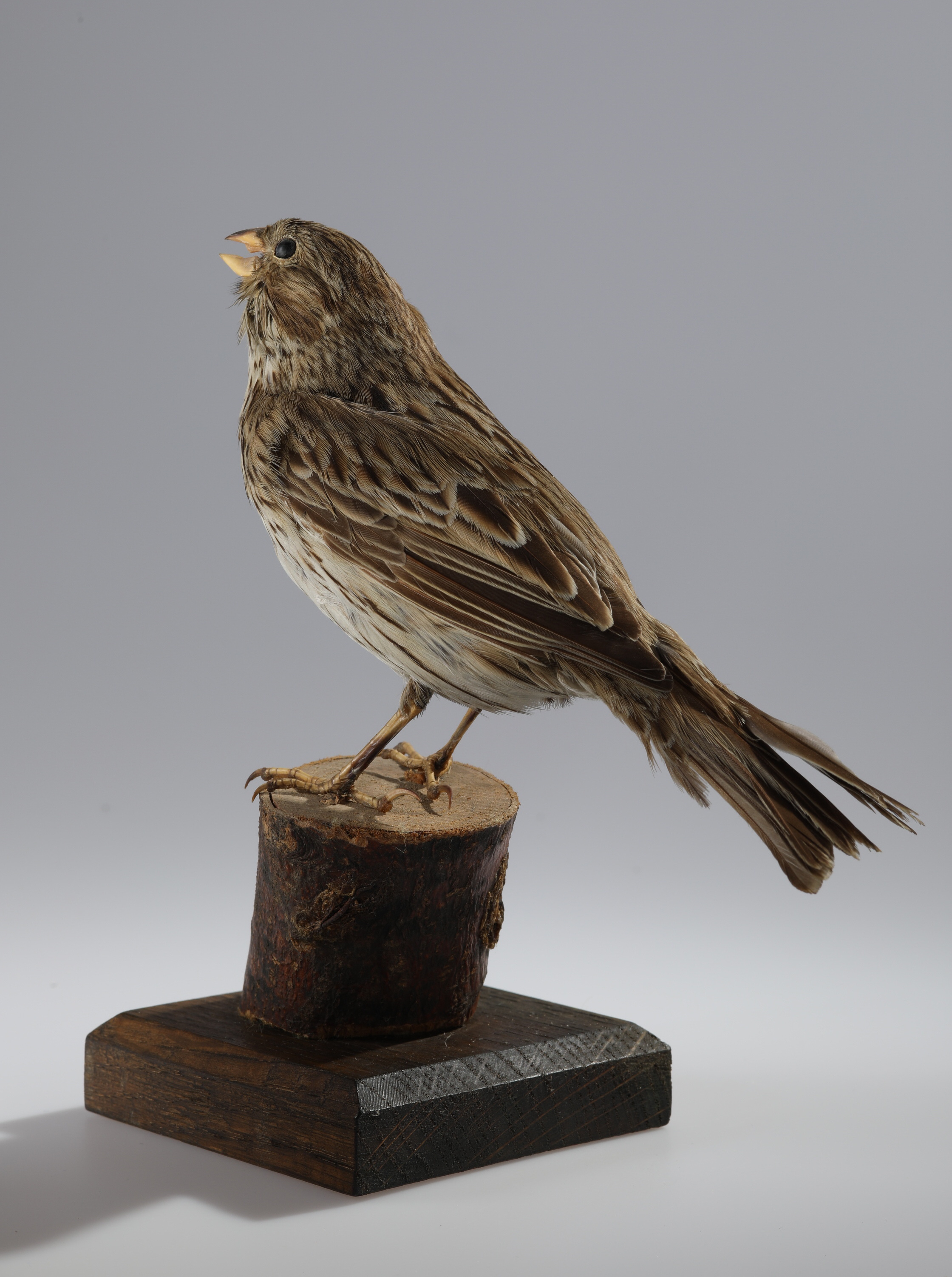 Náhledový obrázek Emberiza calandra (dermoplastický preparát) - 3