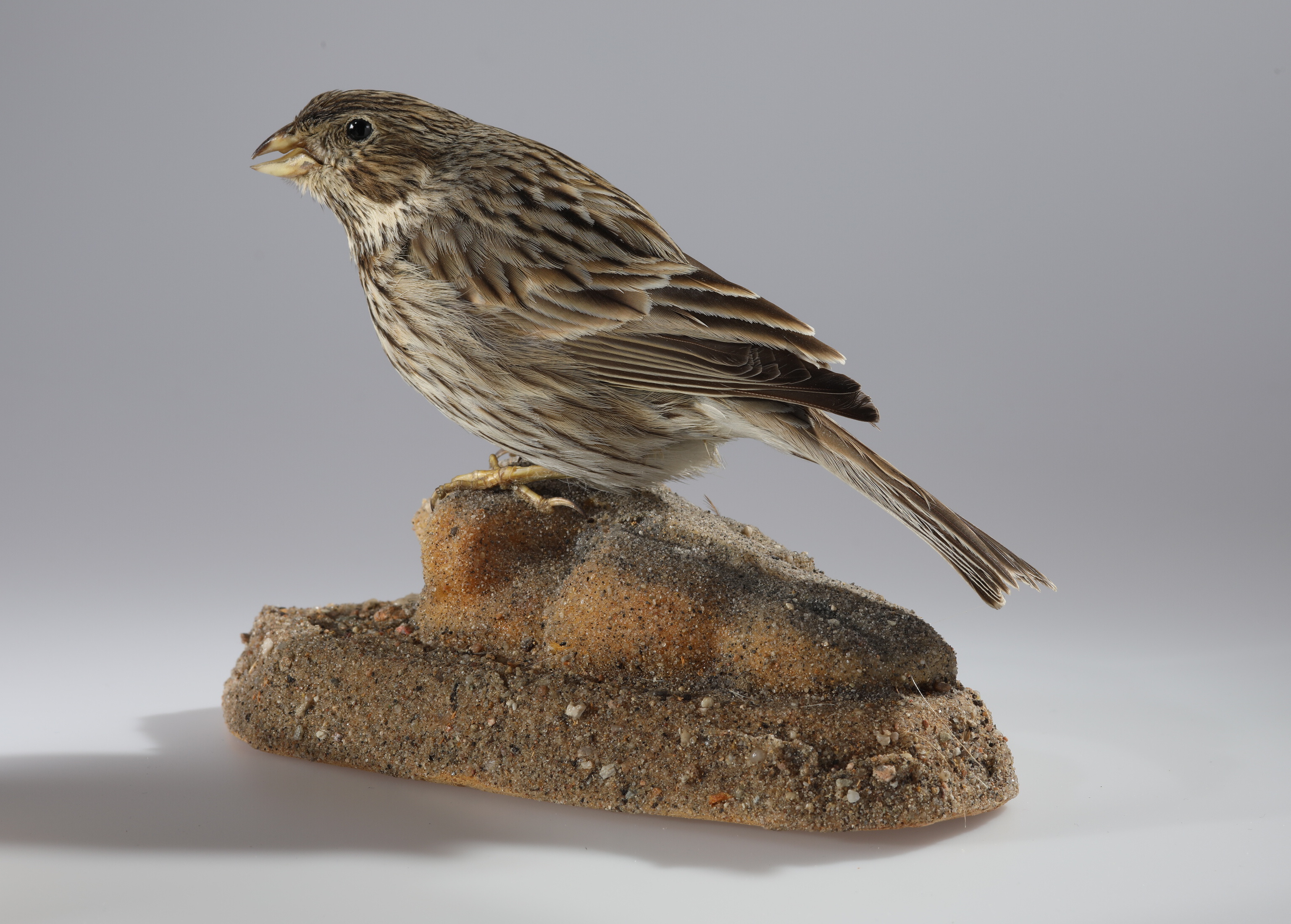 Náhledový obrázek Emberiza calandra (dermoplastický preparát) - 2