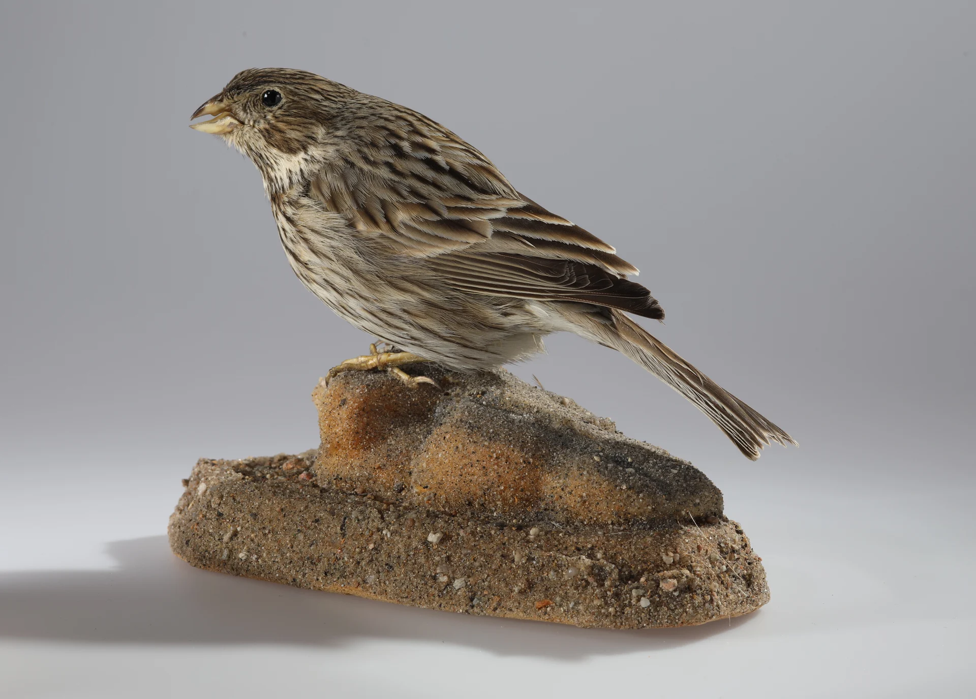 Náhledový obrázek předmětu Emberiza calandra (dermoplastický preparát)