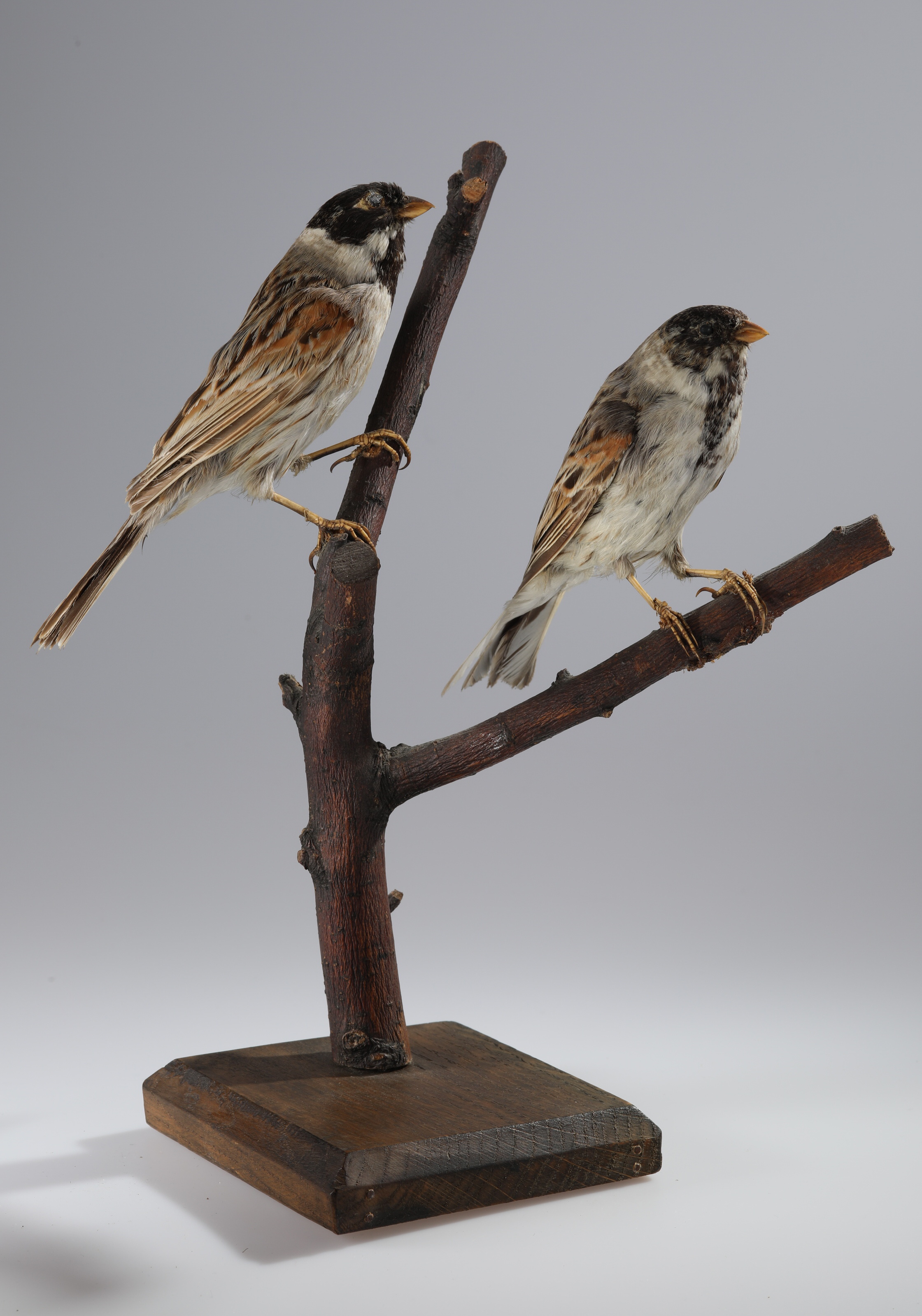 Náhledový obrázek Emberiza schoeniclus (dermoplastický preparát) - 1