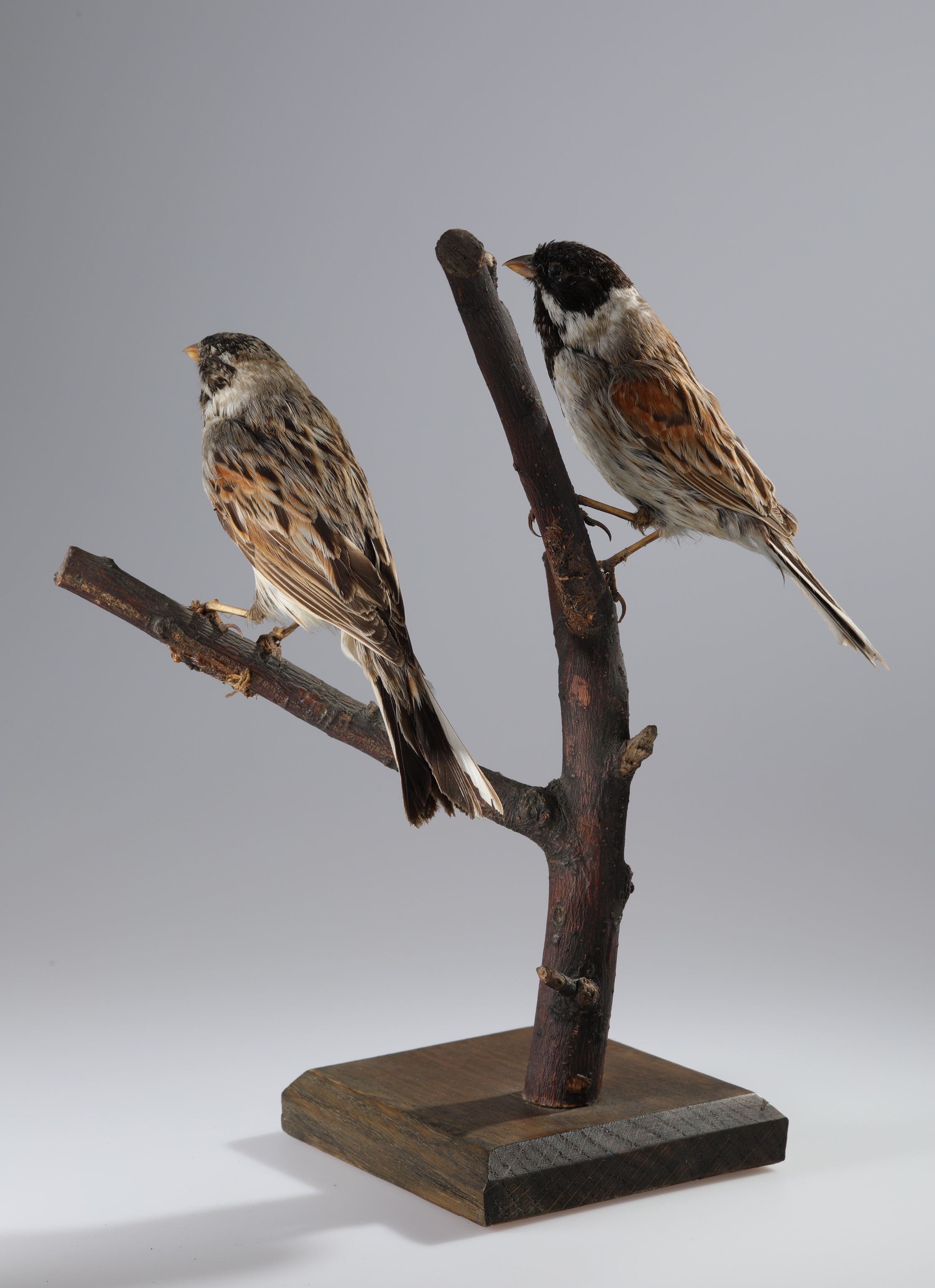 Náhledový obrázek Emberiza schoeniclus (dermoplastický preparát) - 2