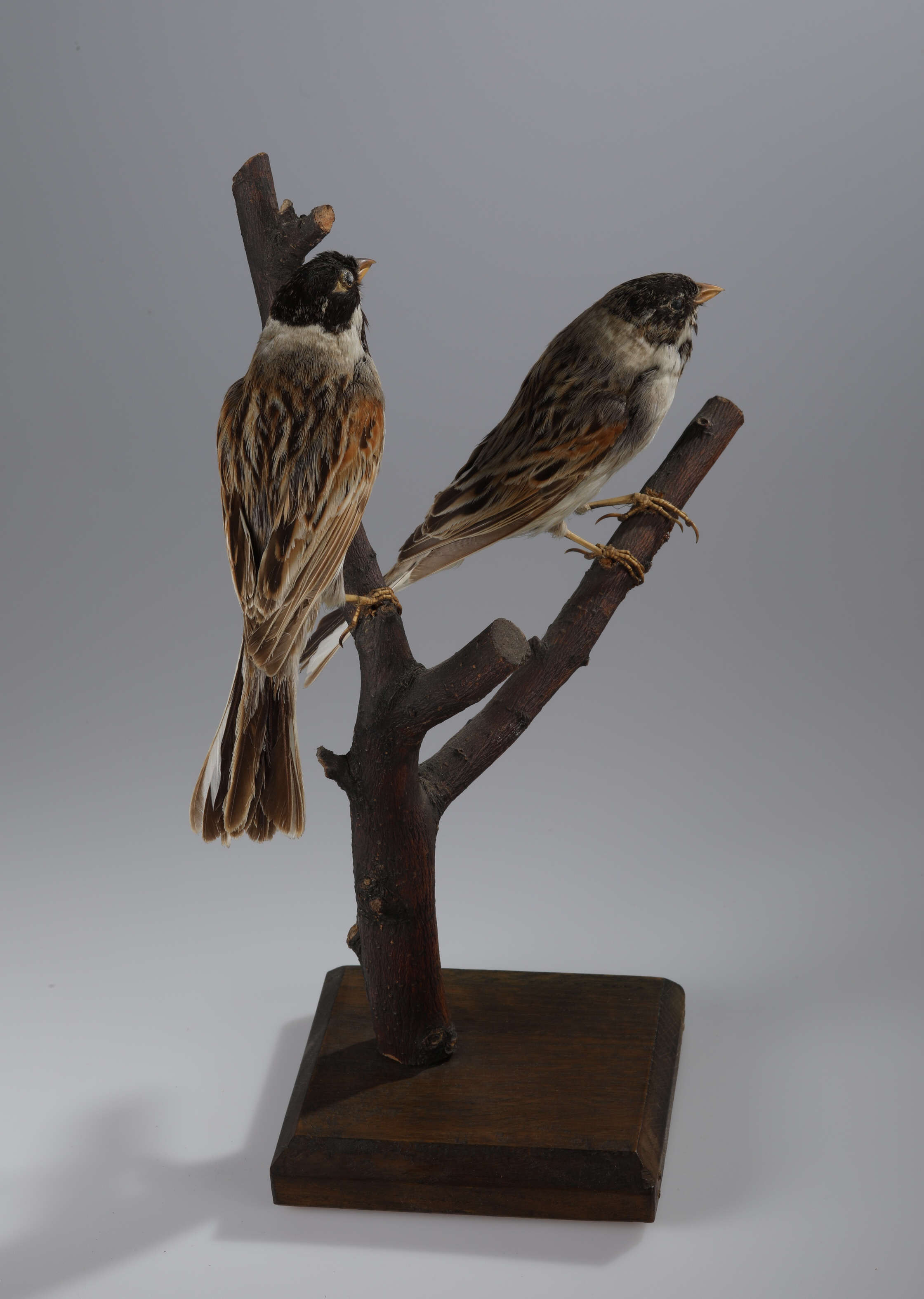 Náhledový obrázek Emberiza schoeniclus (dermoplastický preparát) - 3