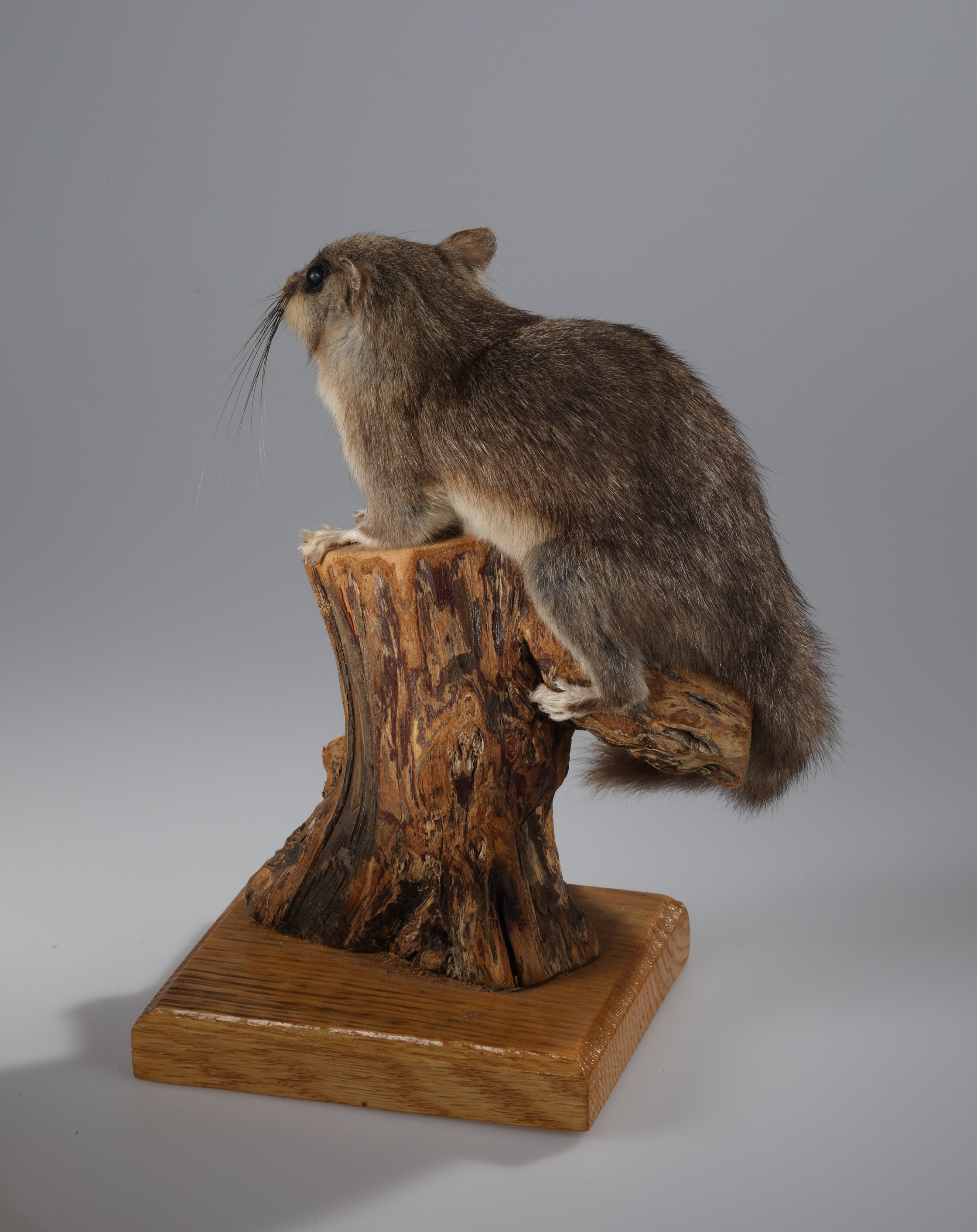 Náhledový obrázek Glis glis (dermoplastický preparát) - 3