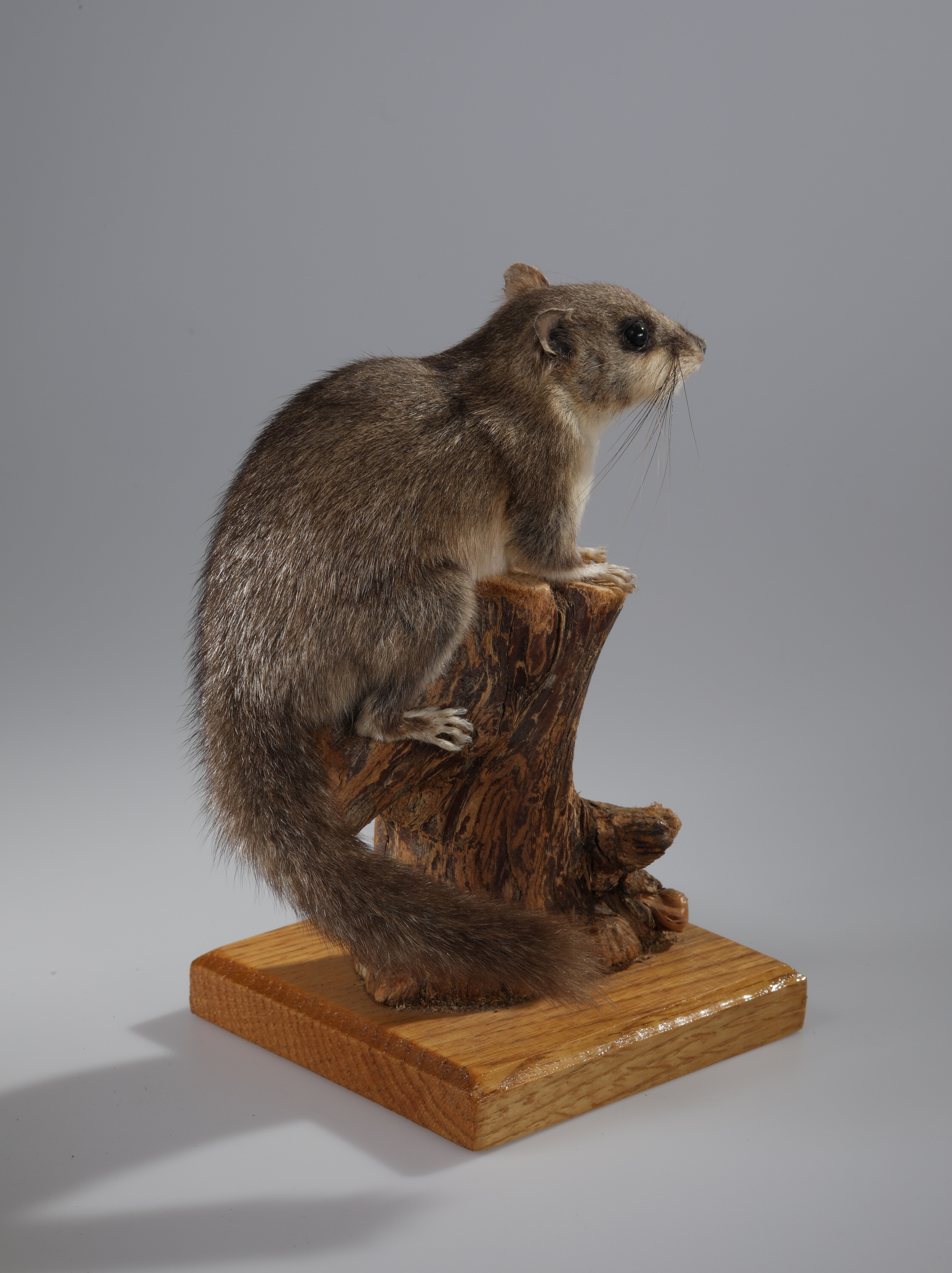 Náhledový obrázek Glis glis (dermoplastický preparát) - 4