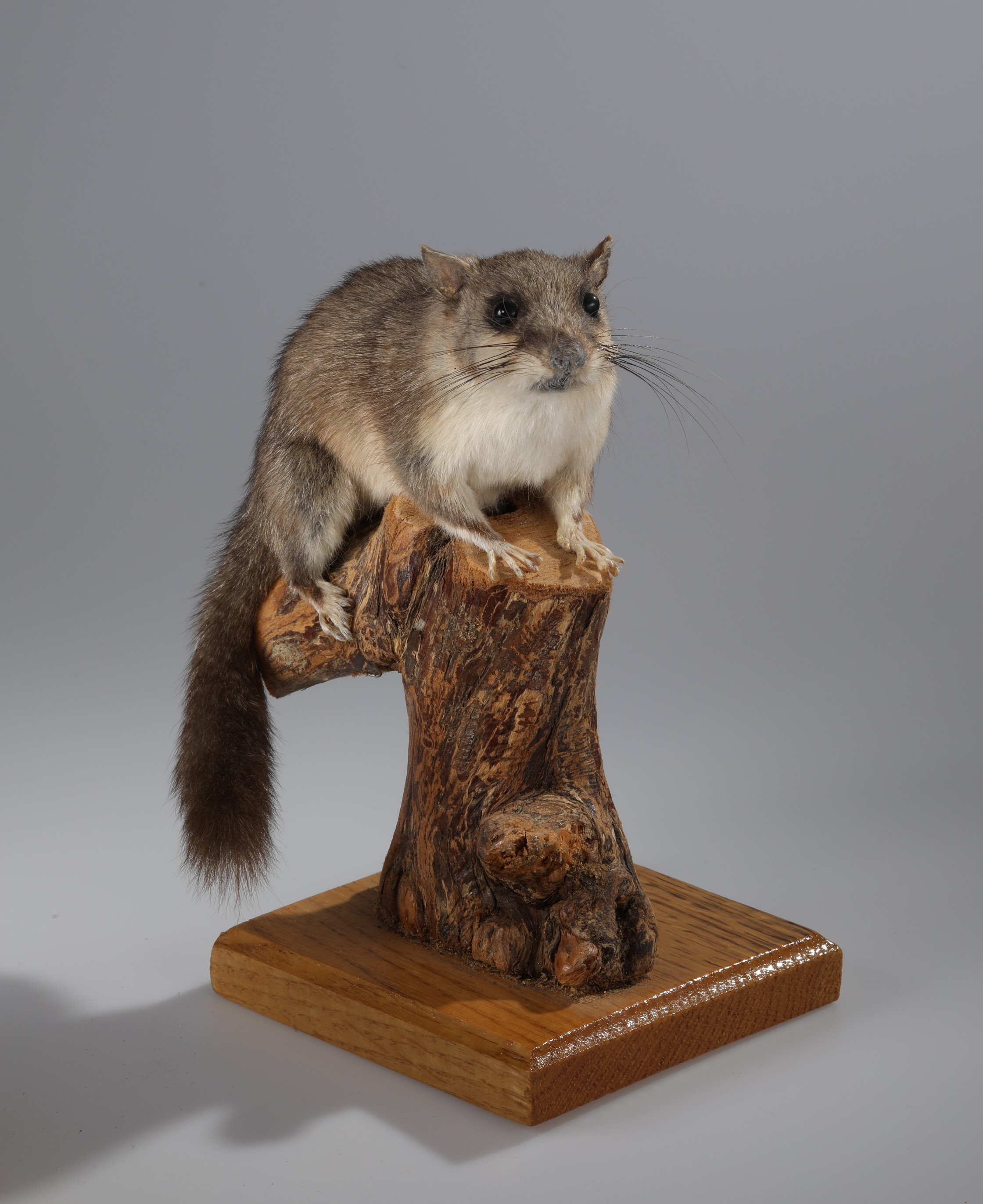 Náhledový obrázek Glis glis (dermoplastický preparát) - 1