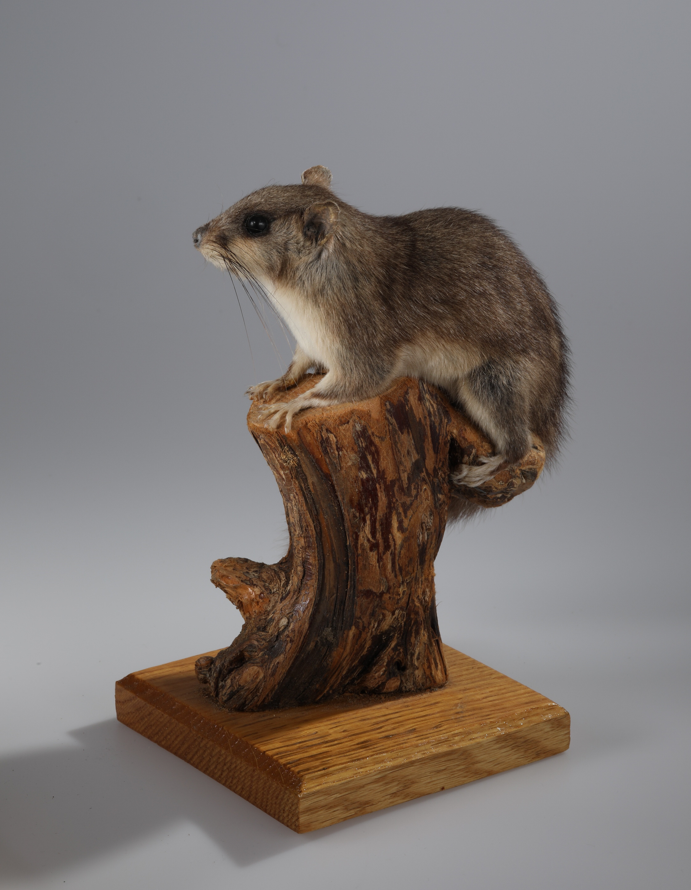 Náhledový obrázek Glis glis (dermoplastický preparát) - 2