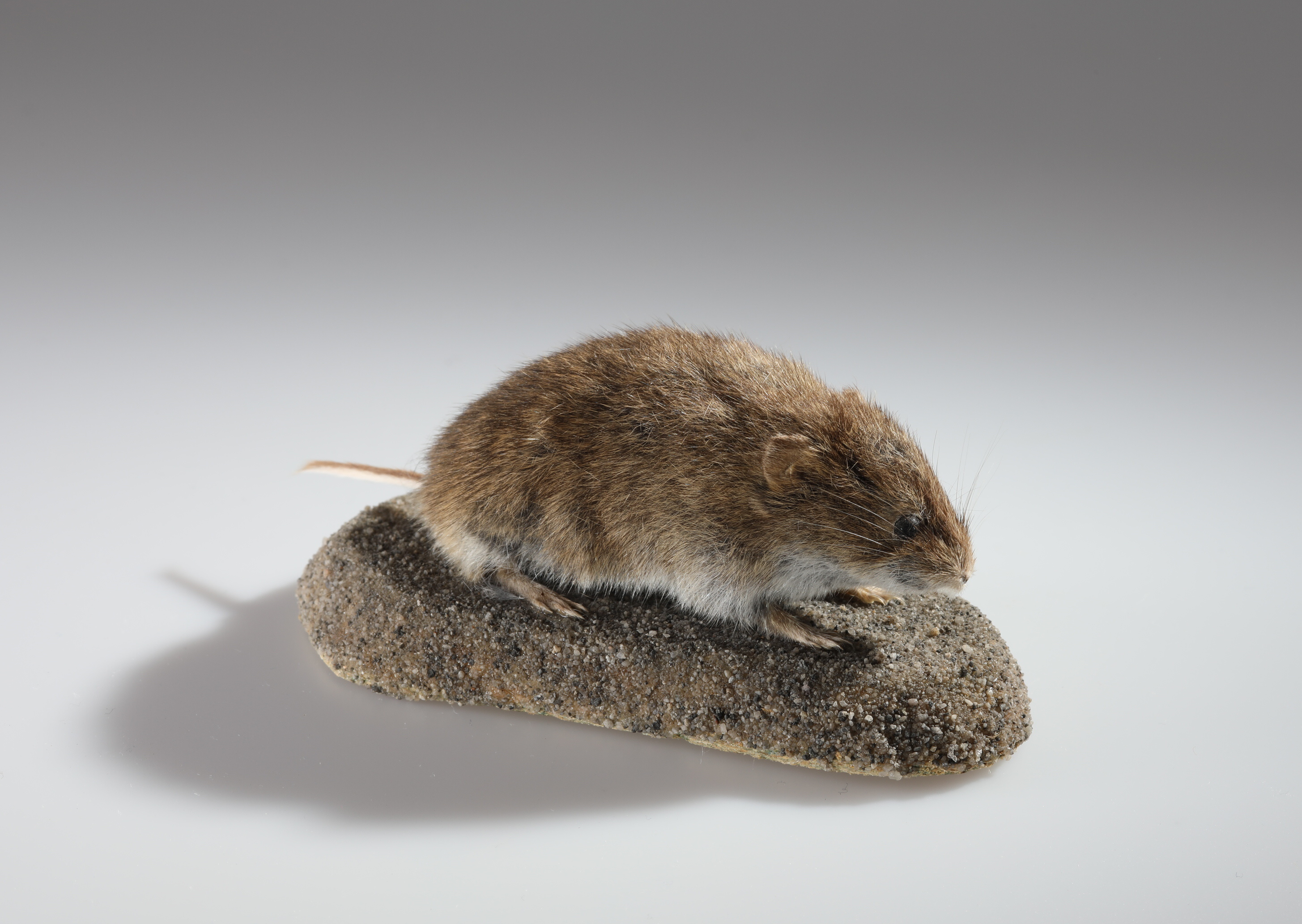 Náhledový obrázek Microtus arvalis (dermoplastický preparát) - 1
