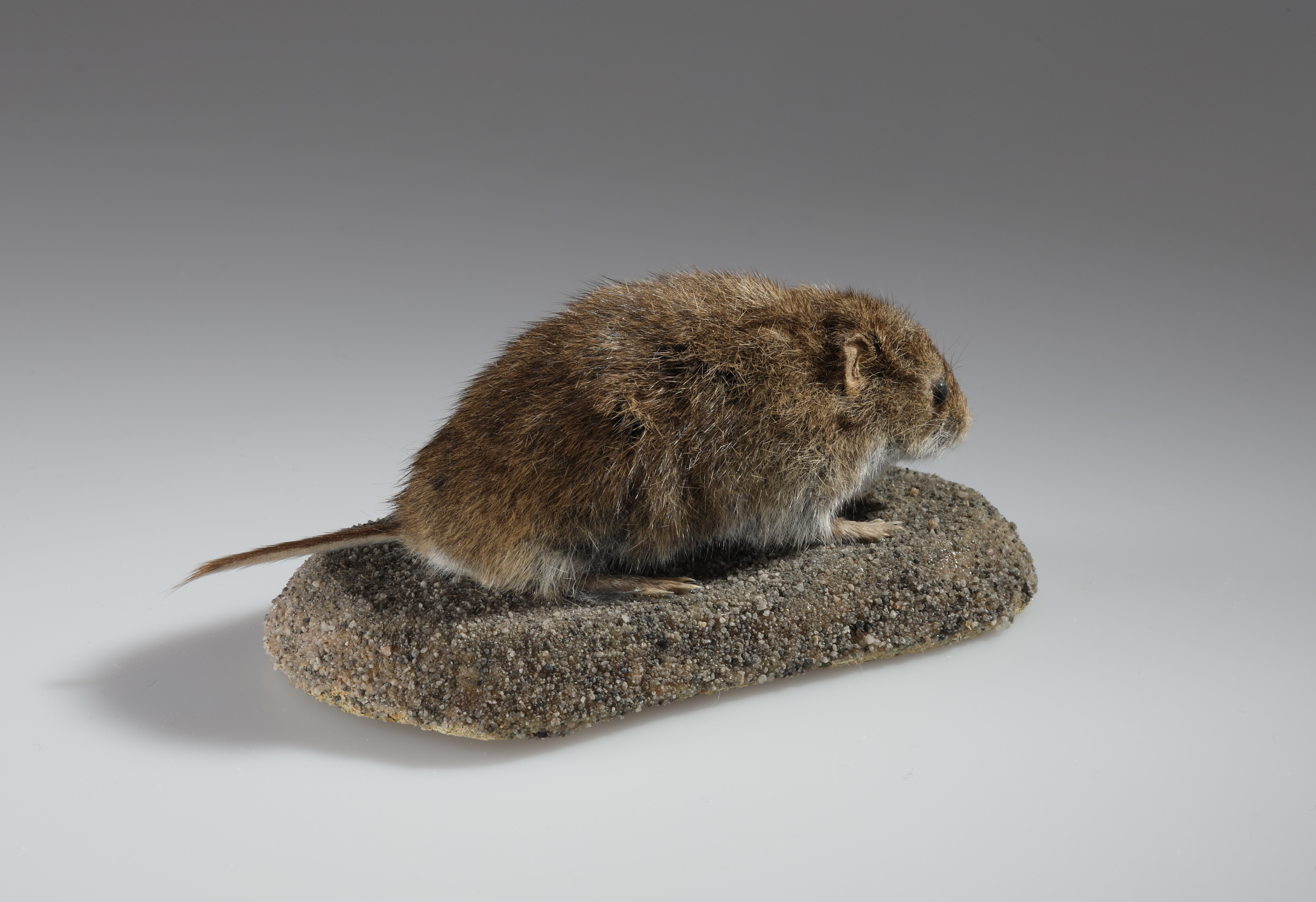 Náhledový obrázek Microtus arvalis (dermoplastický preparát) - 2