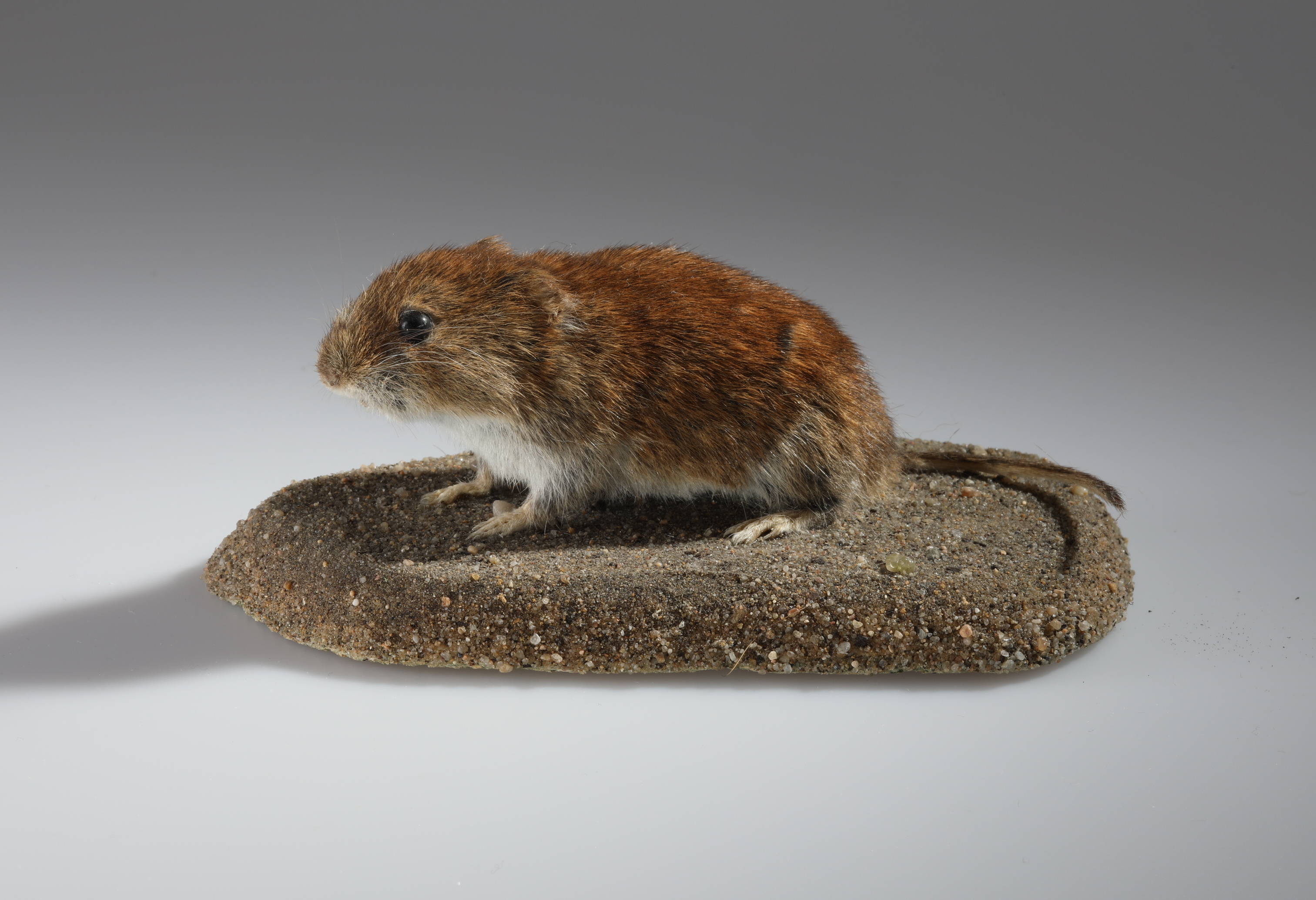 Náhledový obrázek Clethrionomys glareolus (dermoplastický preparát) - 1