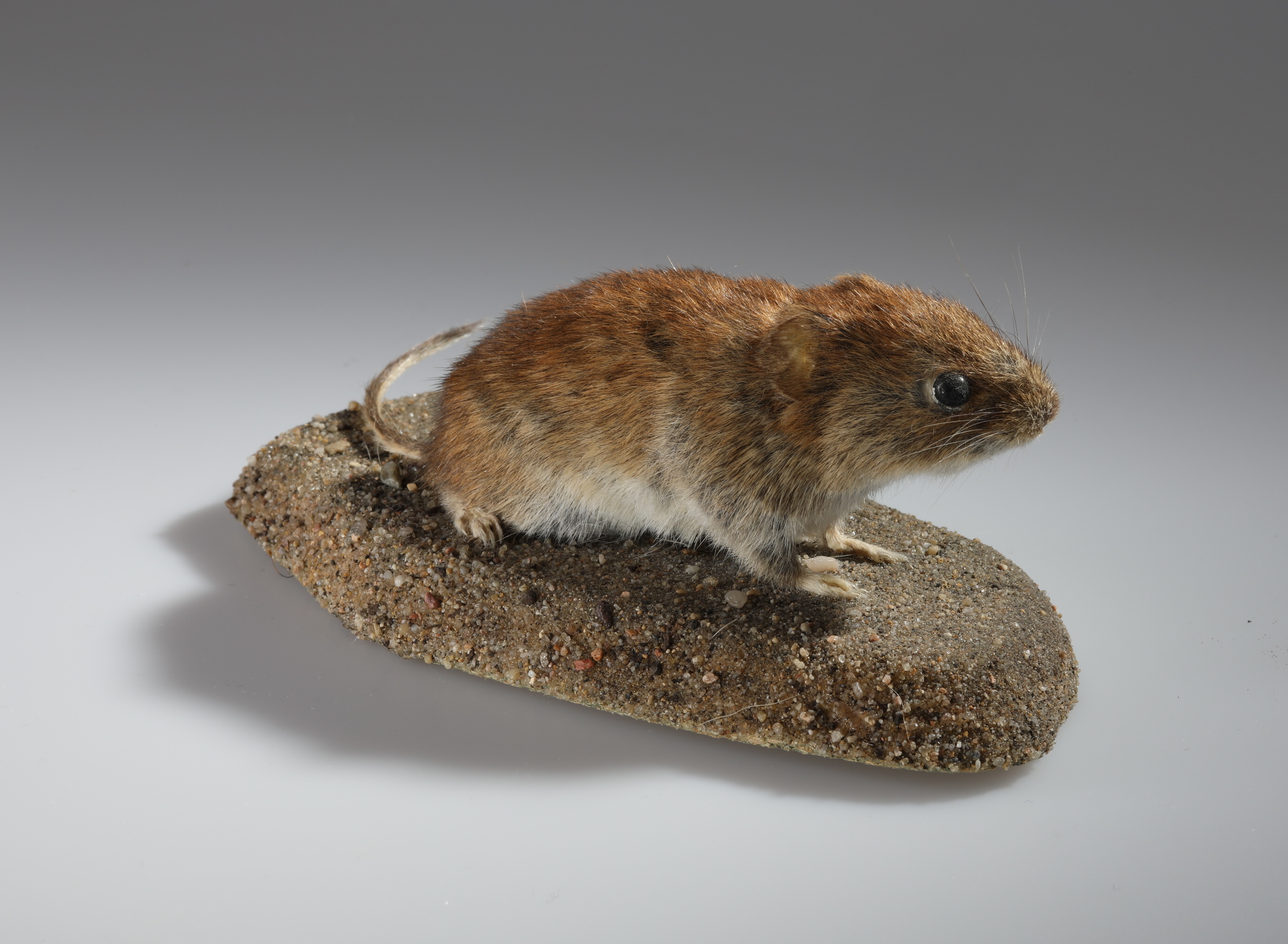 Náhledový obrázek Clethrionomys glareolus (dermoplastický preparát) - 2