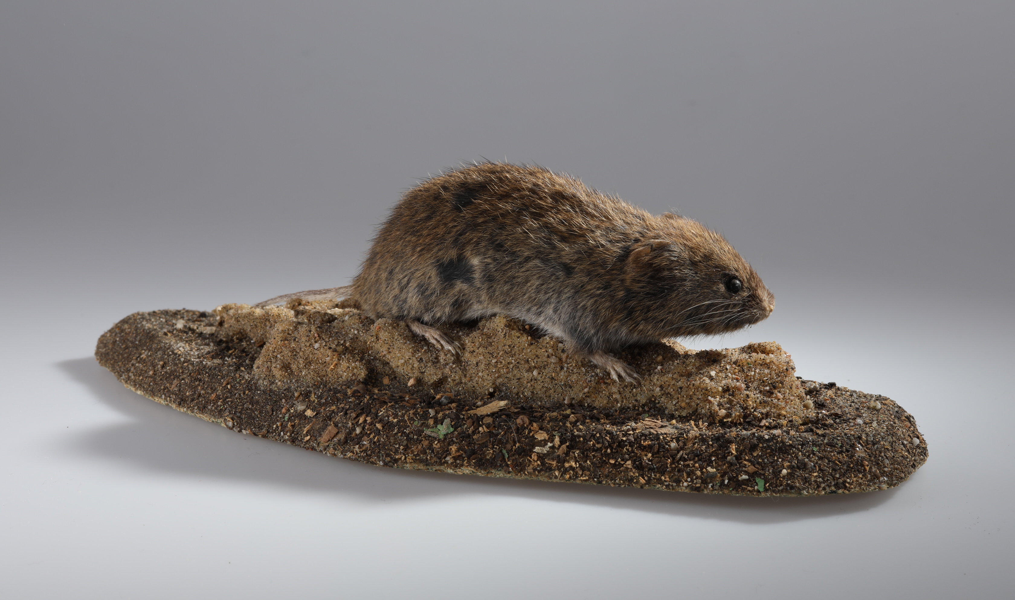 Náhledový obrázek Microtus agrestis (dermoplastický preparát) - 1