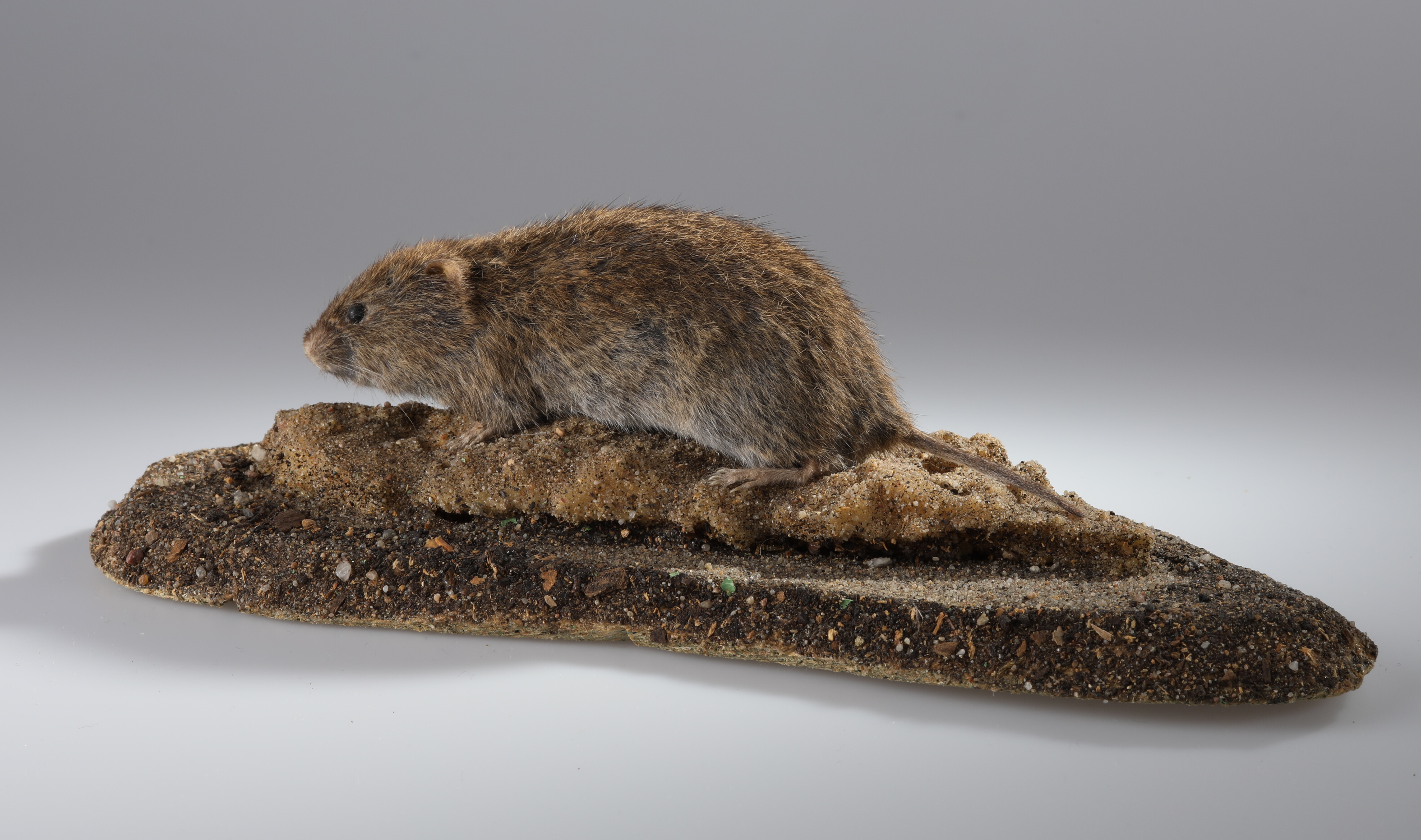 Náhledový obrázek Microtus agrestis (dermoplastický preparát) - 3