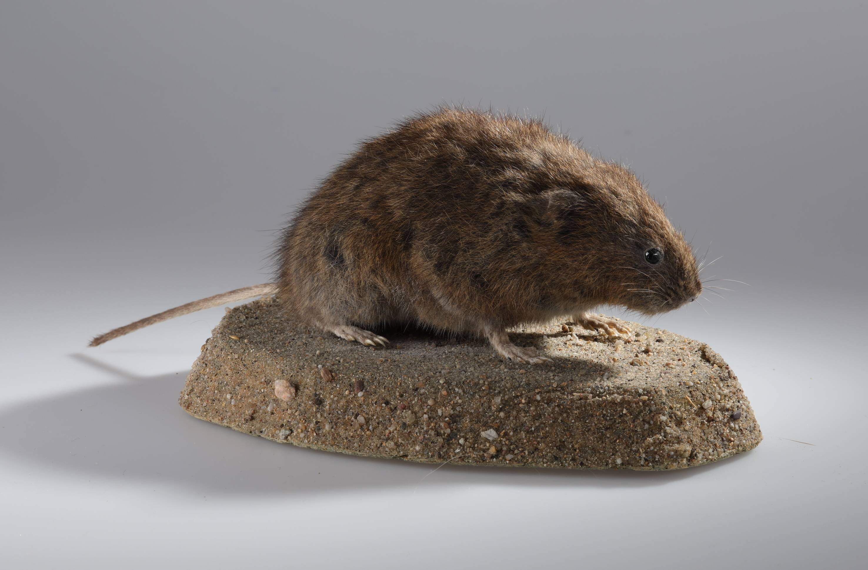 Náhledový obrázek Arvicola amphibius (dermoplastický preparát) - 1
