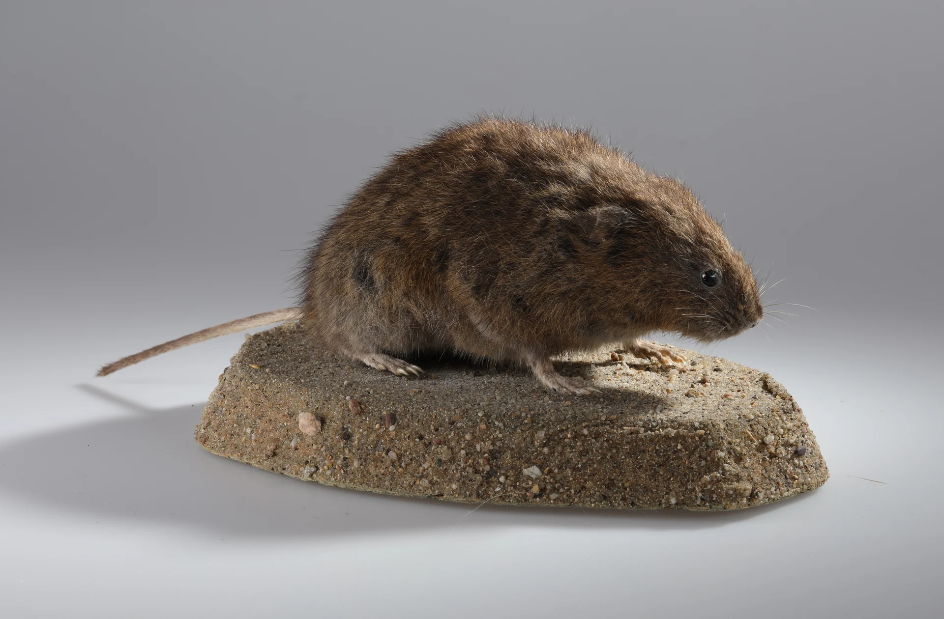 Náhledový obrázek předmětu Arvicola amphibius (dermoplastický preparát)