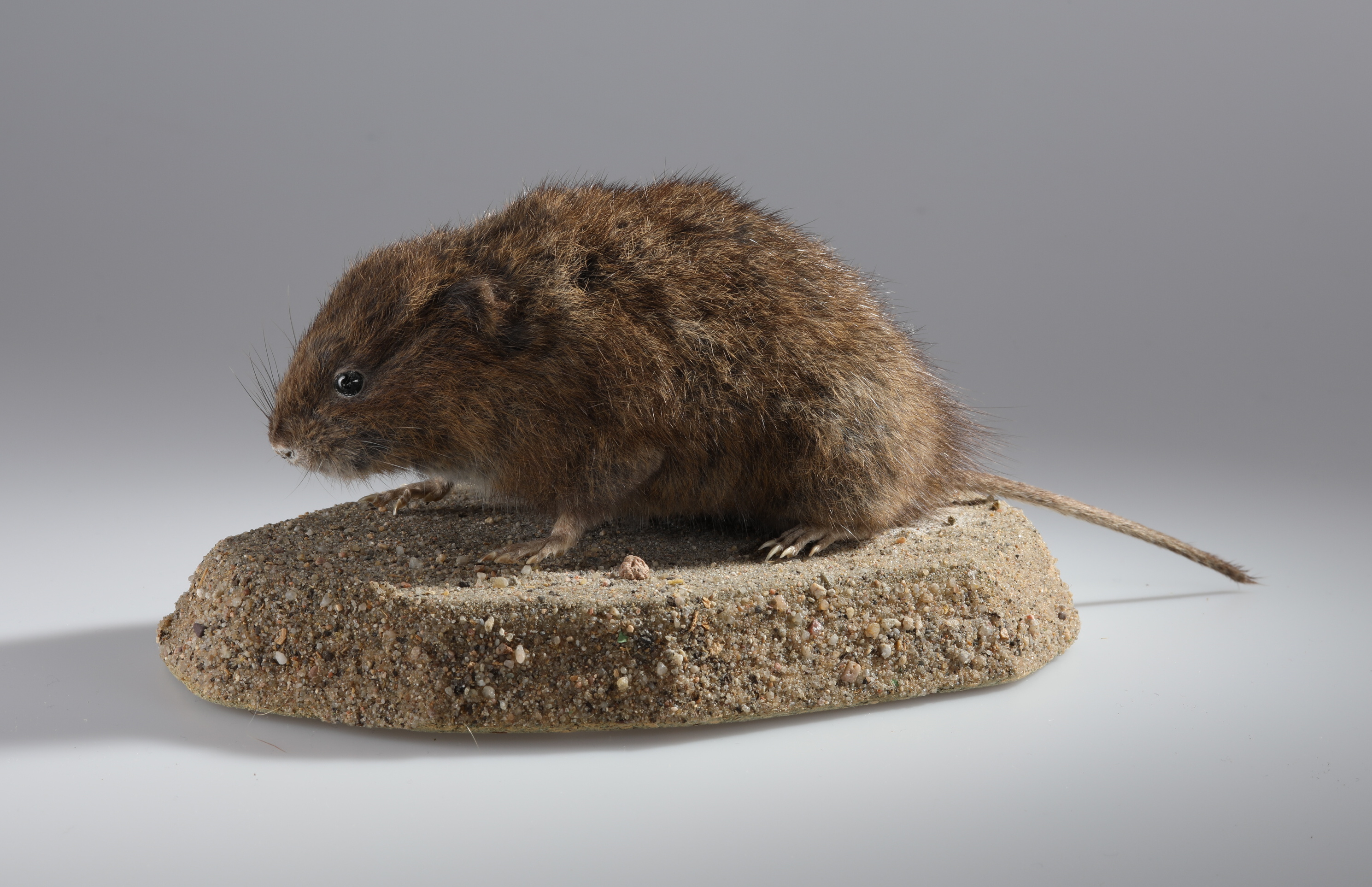 Náhledový obrázek Arvicola amphibius (dermoplastický preparát) - 2