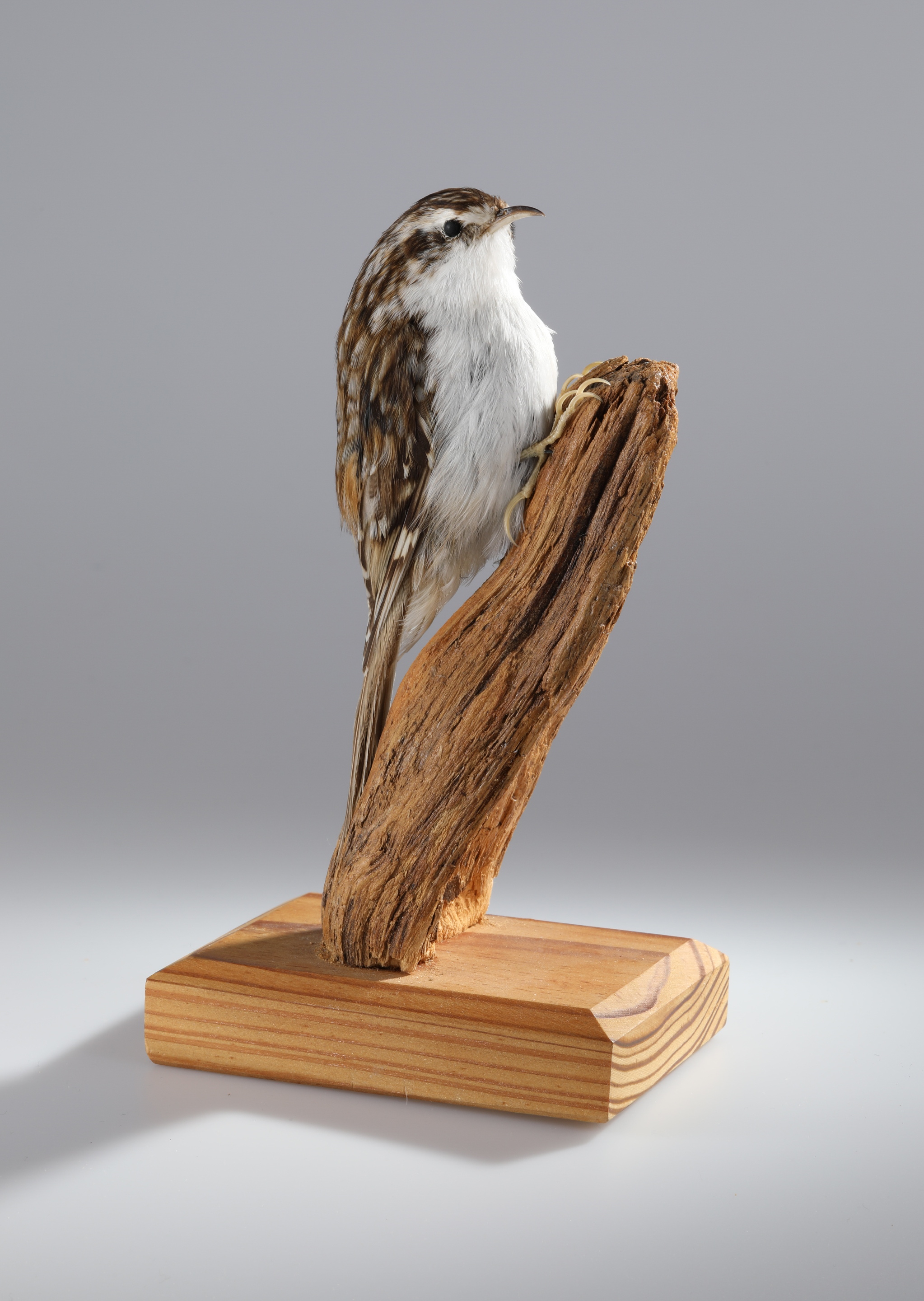 Náhledový obrázek Certhia familiaris (dermoplastický preparát) - 1