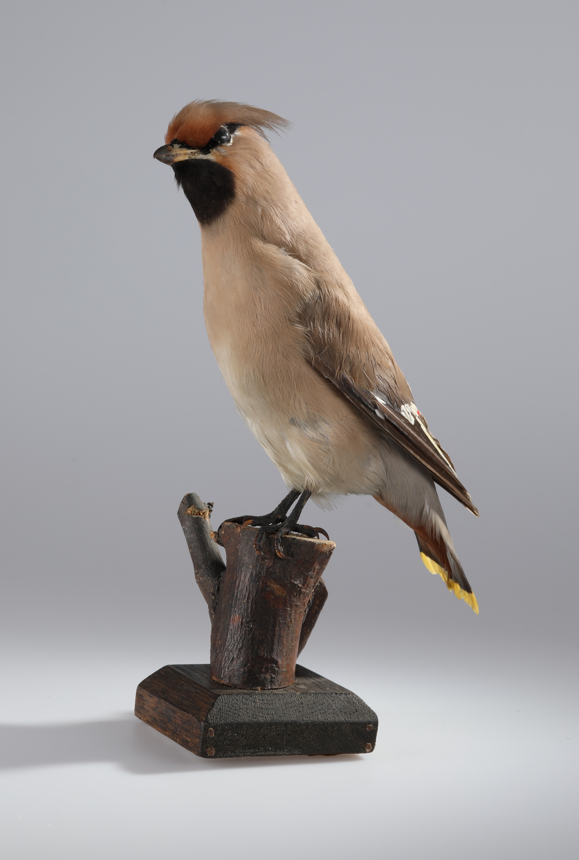 Náhledový obrázek Bombycilla garrulus (dermoplastický preparát) - 3