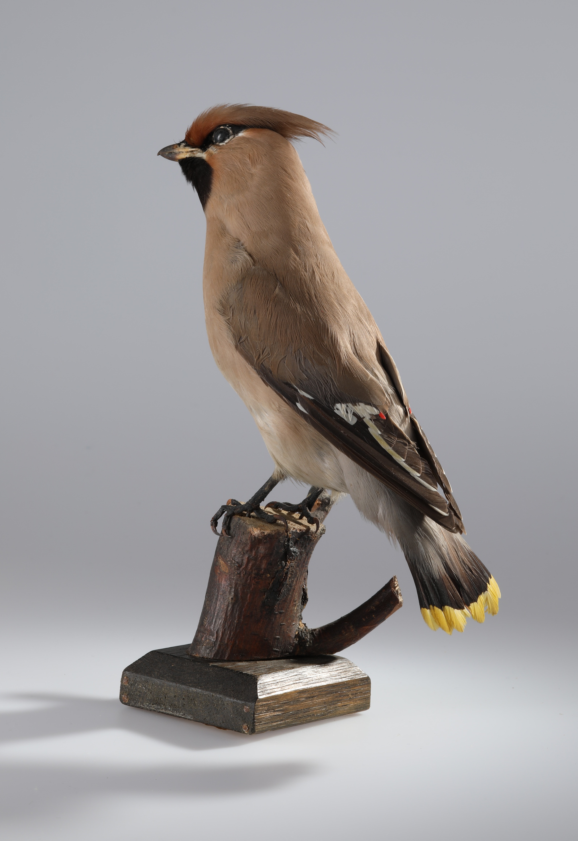 Náhledový obrázek Bombycilla garrulus (dermoplastický preparát) - 4