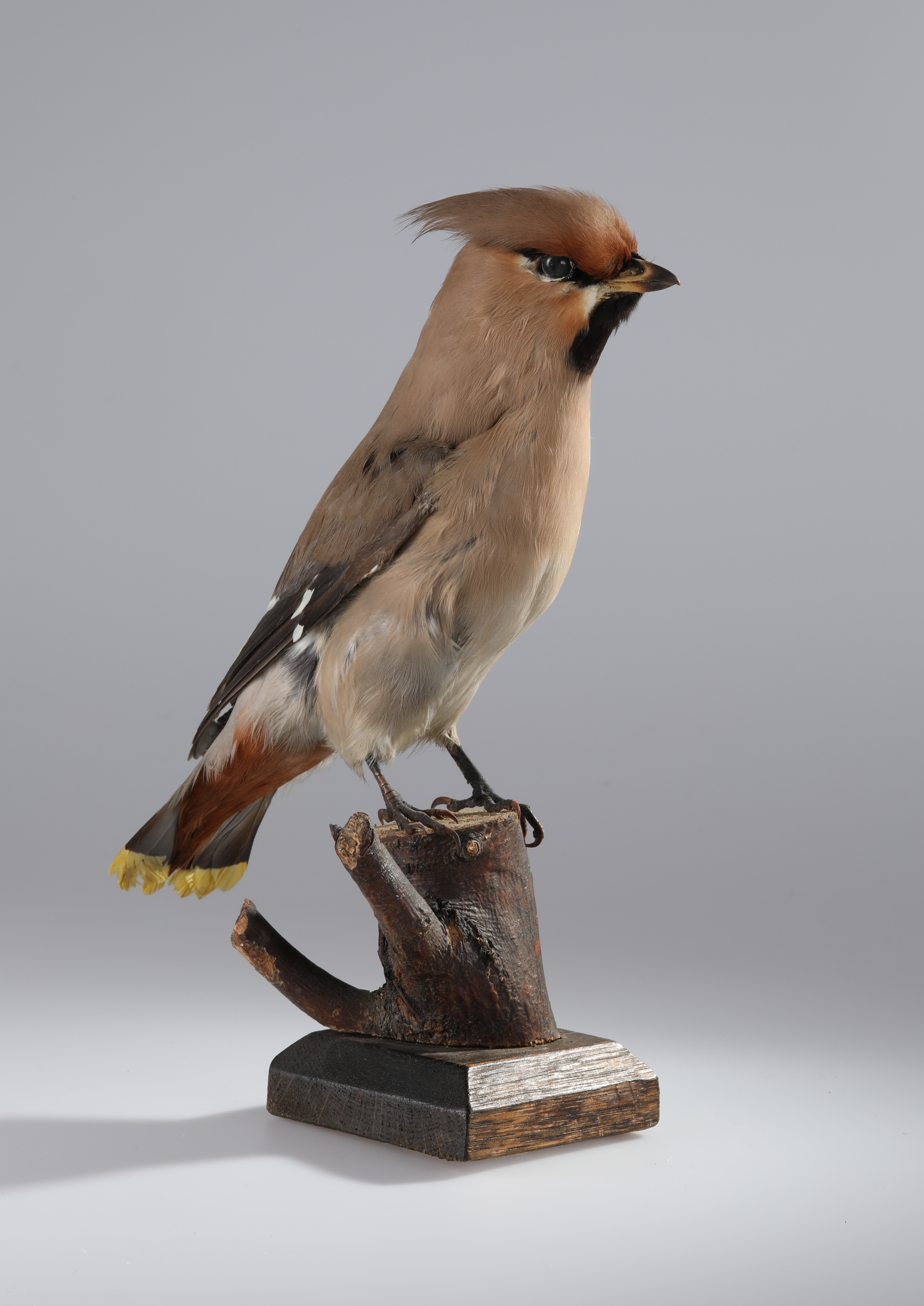Náhledový obrázek Bombycilla garrulus (dermoplastický preparát) - 1