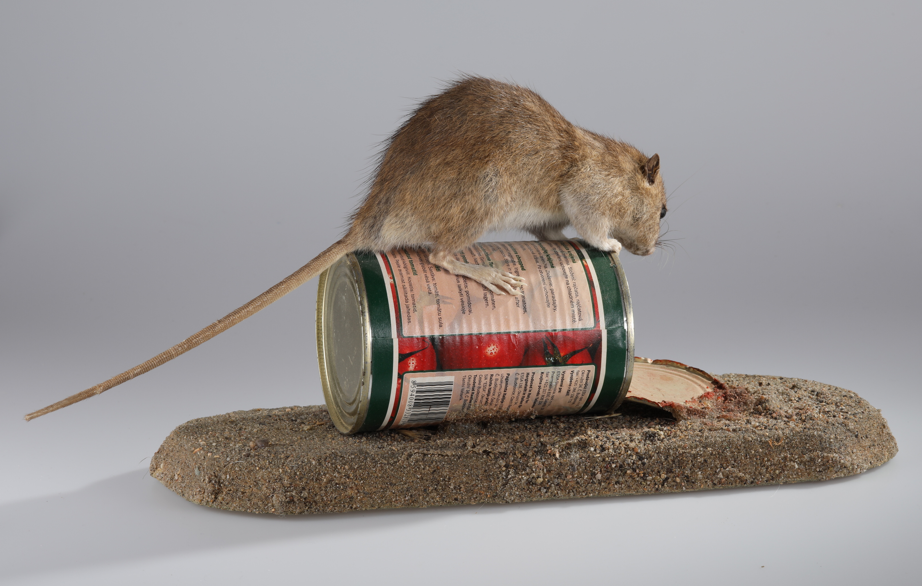 Náhledový obrázek Rattus norvegicus (dermoplastický preparát) - 3