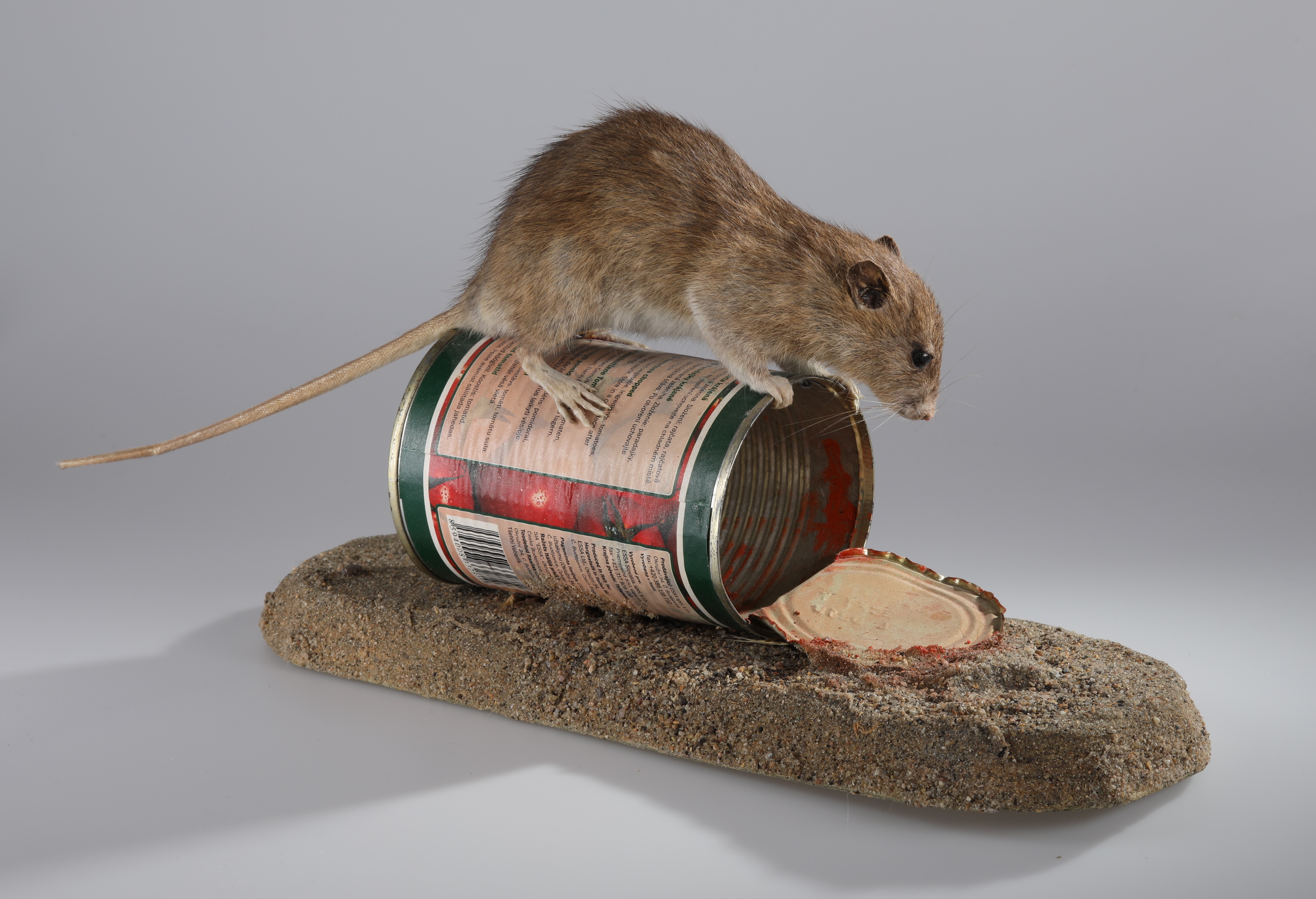 Náhledový obrázek Rattus norvegicus (dermoplastický preparát) - 2
