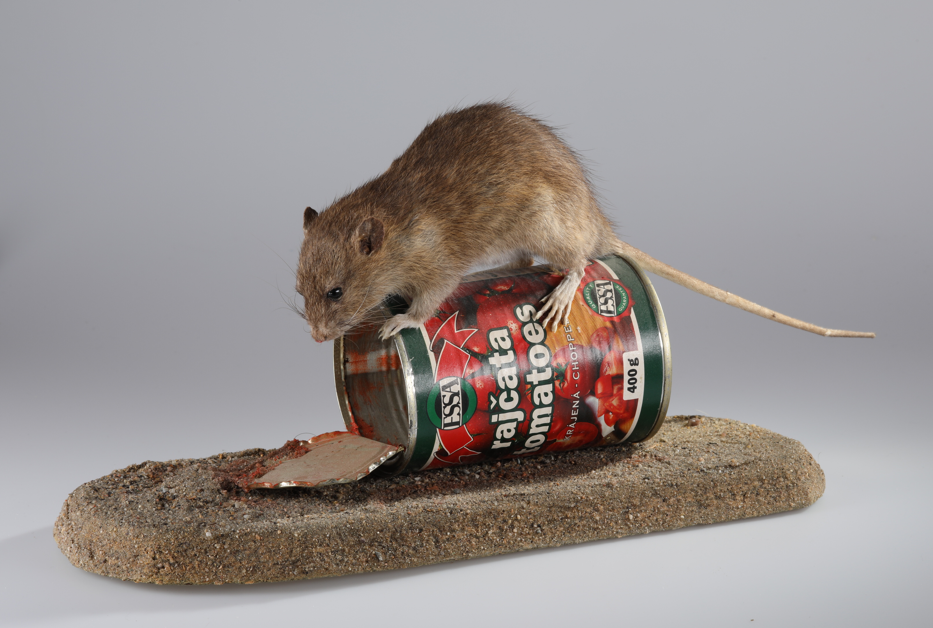 Náhledový obrázek Rattus norvegicus (dermoplastický preparát) - 1