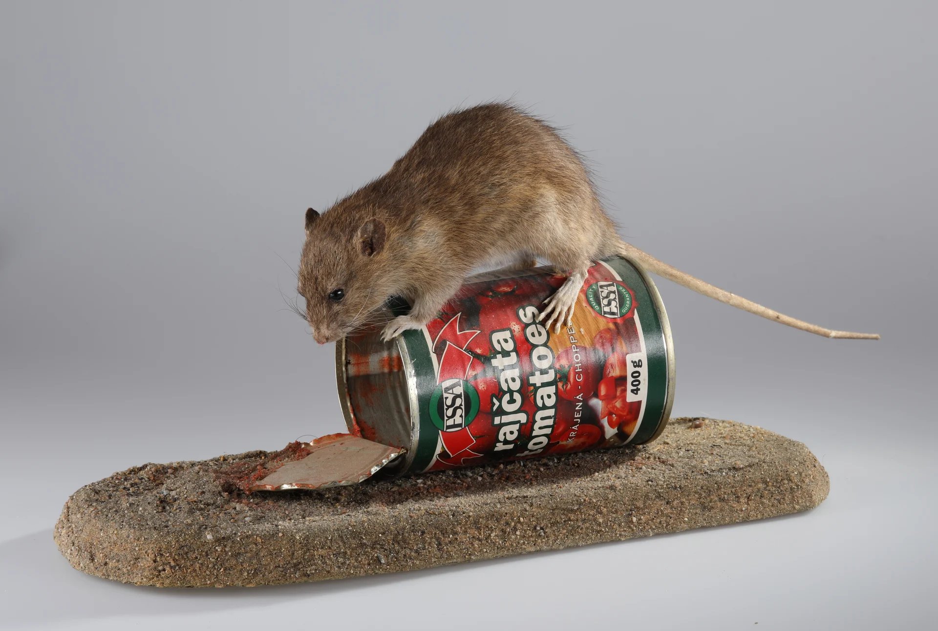 Náhledový obrázek předmětu Rattus norvegicus (dermoplastický preparát)