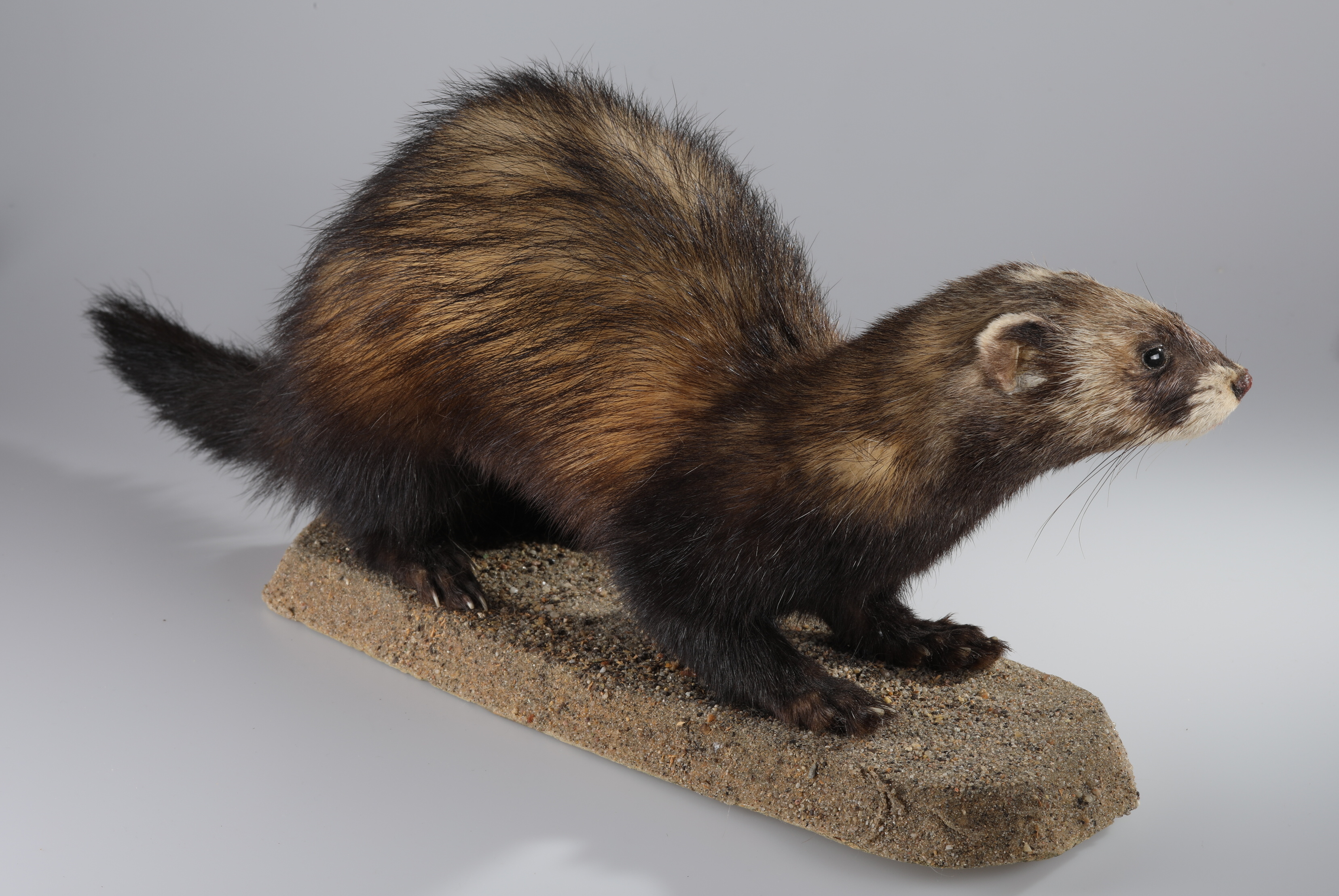 Náhledový obrázek Mustela putorius (dermoplastický preparát) - 1
