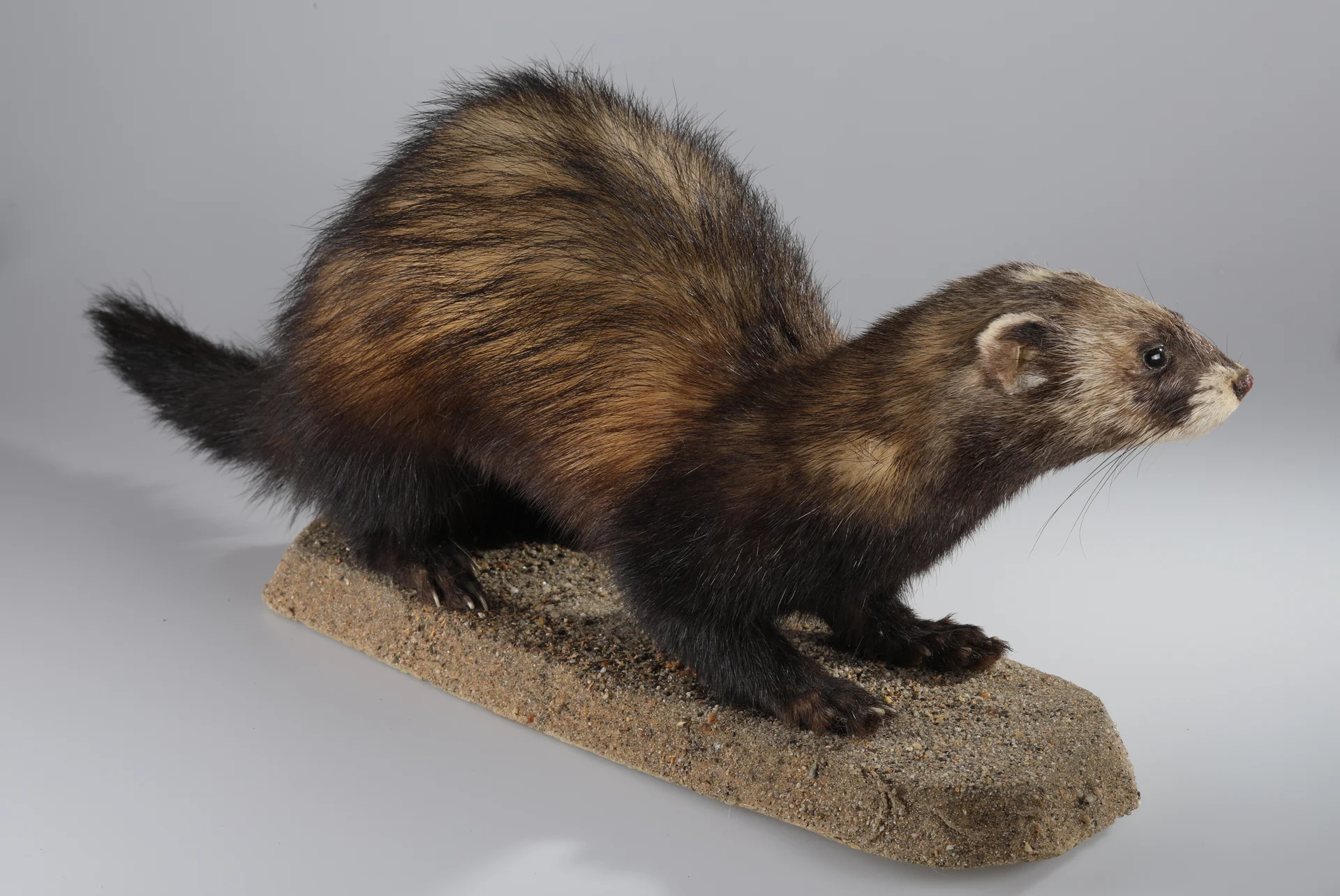 Náhledový obrázek předmětu Mustela putorius (dermoplastický preparát)