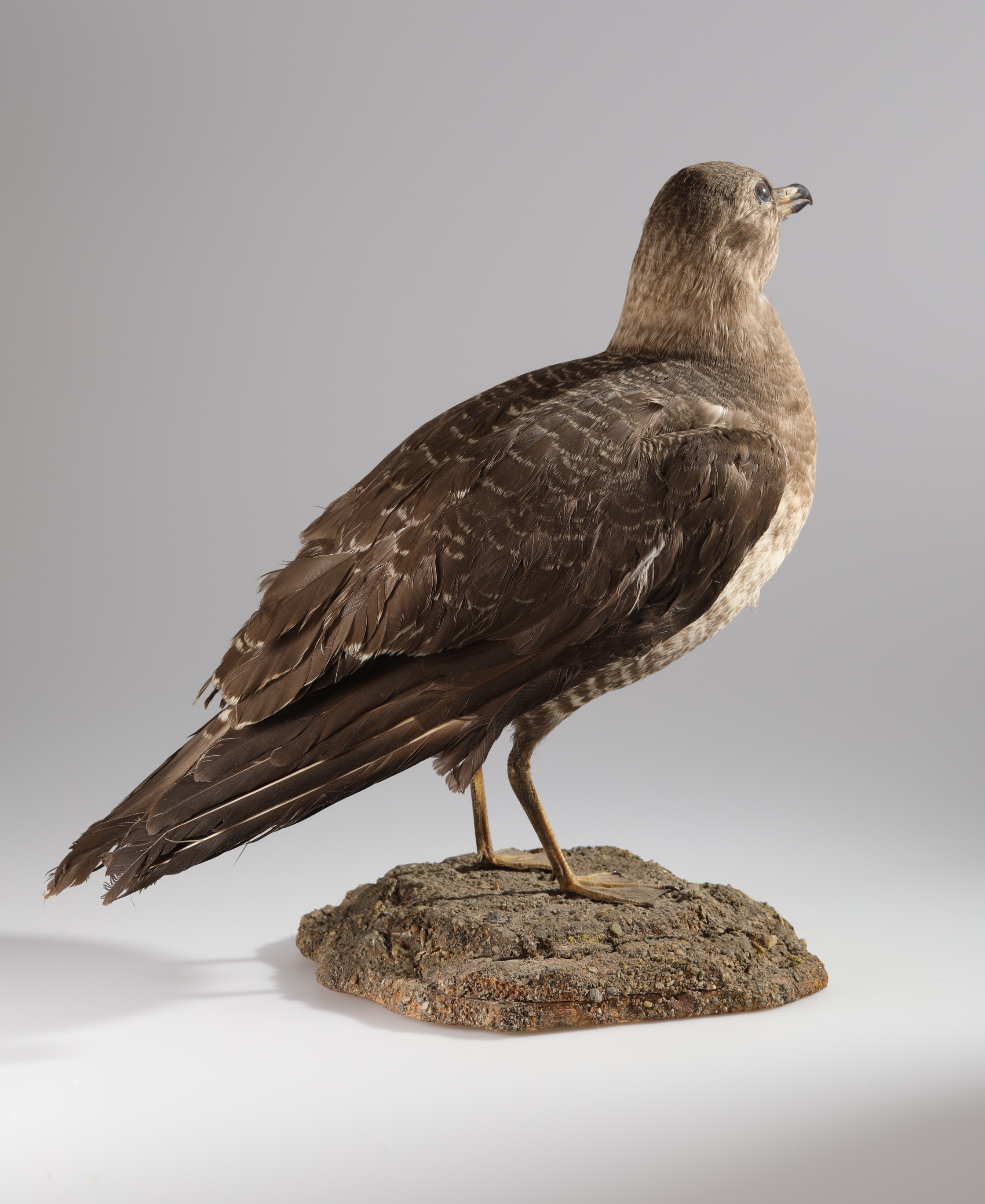 Náhledový obrázek Larus sp. (dermoplastický preparát) - 2