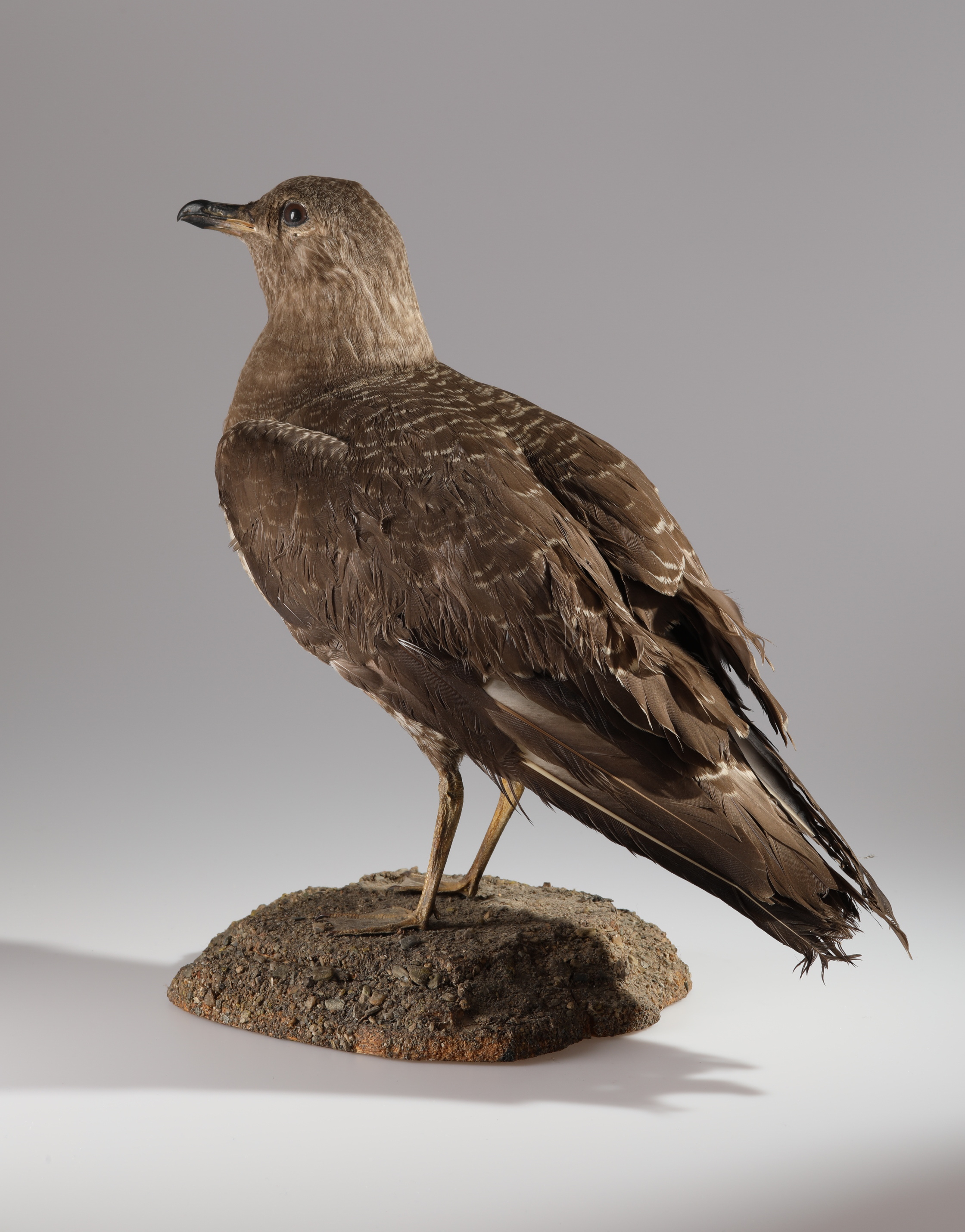 Náhledový obrázek Larus sp. (dermoplastický preparát) - 3