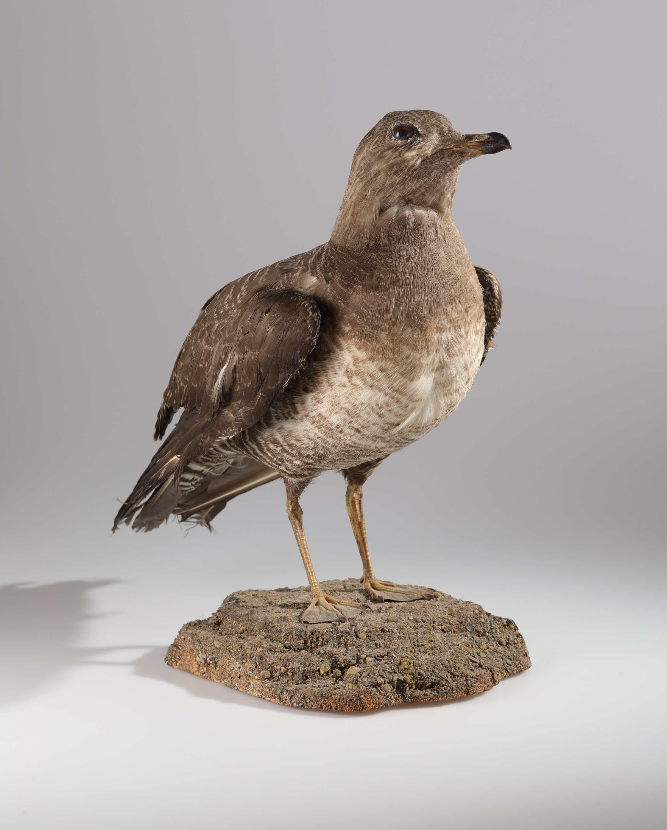 Náhledový obrázek Larus sp. (dermoplastický preparát) - 1
