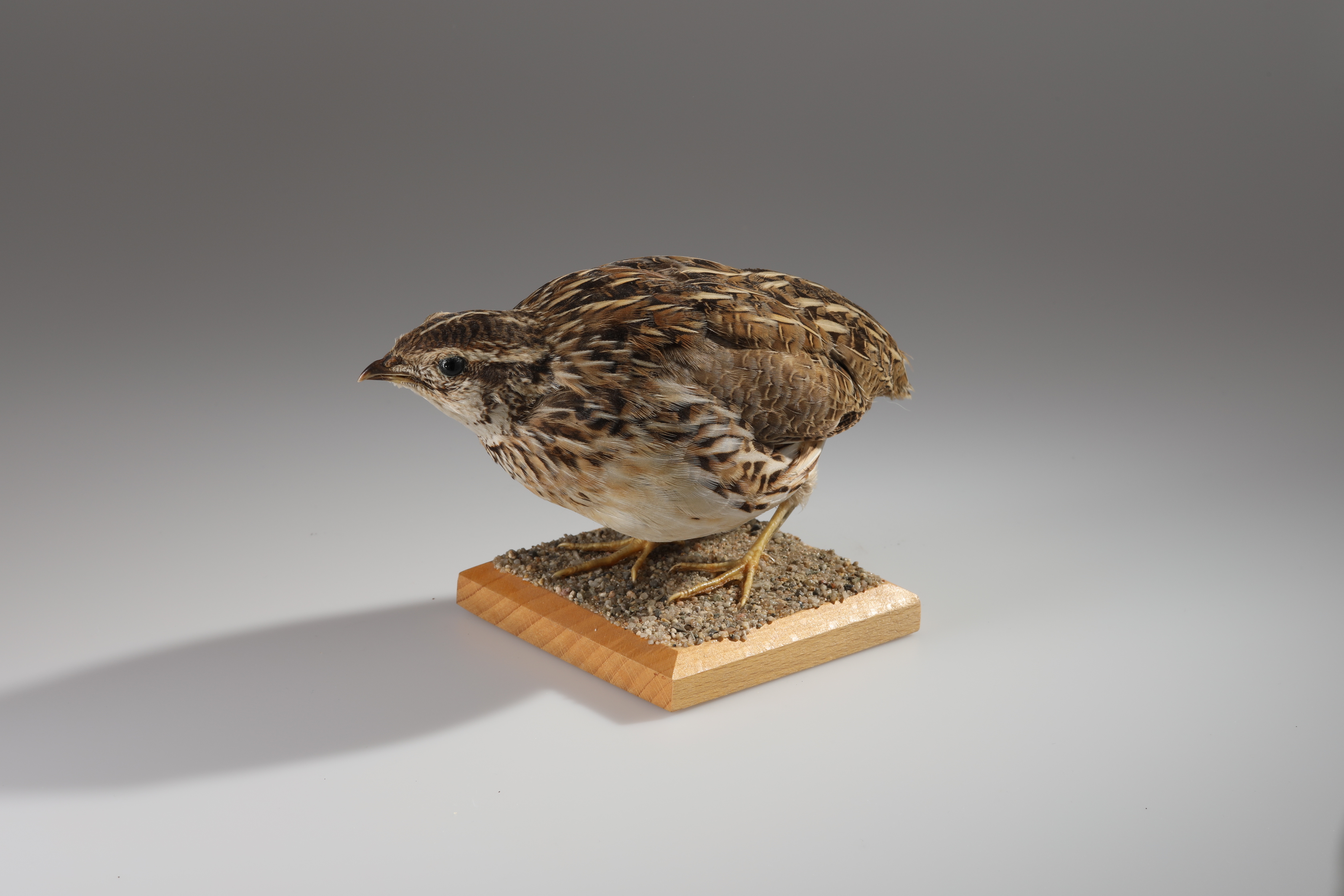 Náhledový obrázek Coturnix coturnix (dermoplastický preparát) - 2