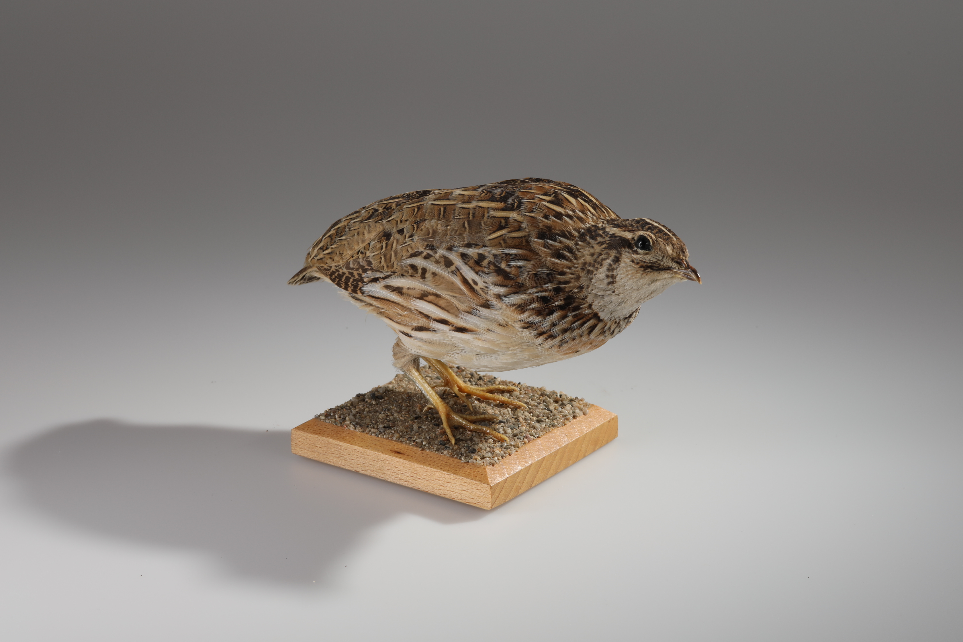 Náhledový obrázek Coturnix coturnix (dermoplastický preparát) - 1