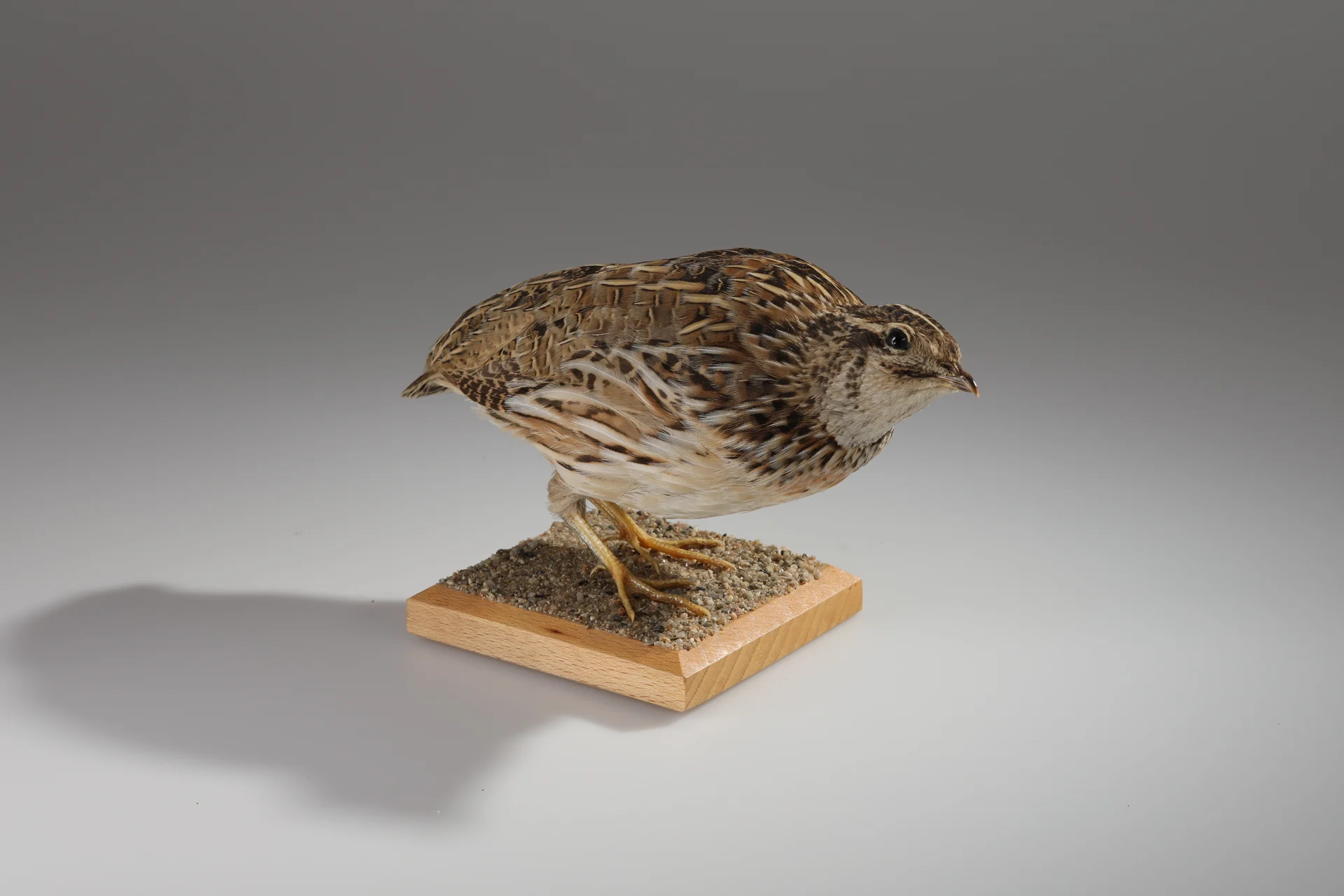 Náhledový obrázek předmětu Coturnix coturnix (dermoplastický preparát)