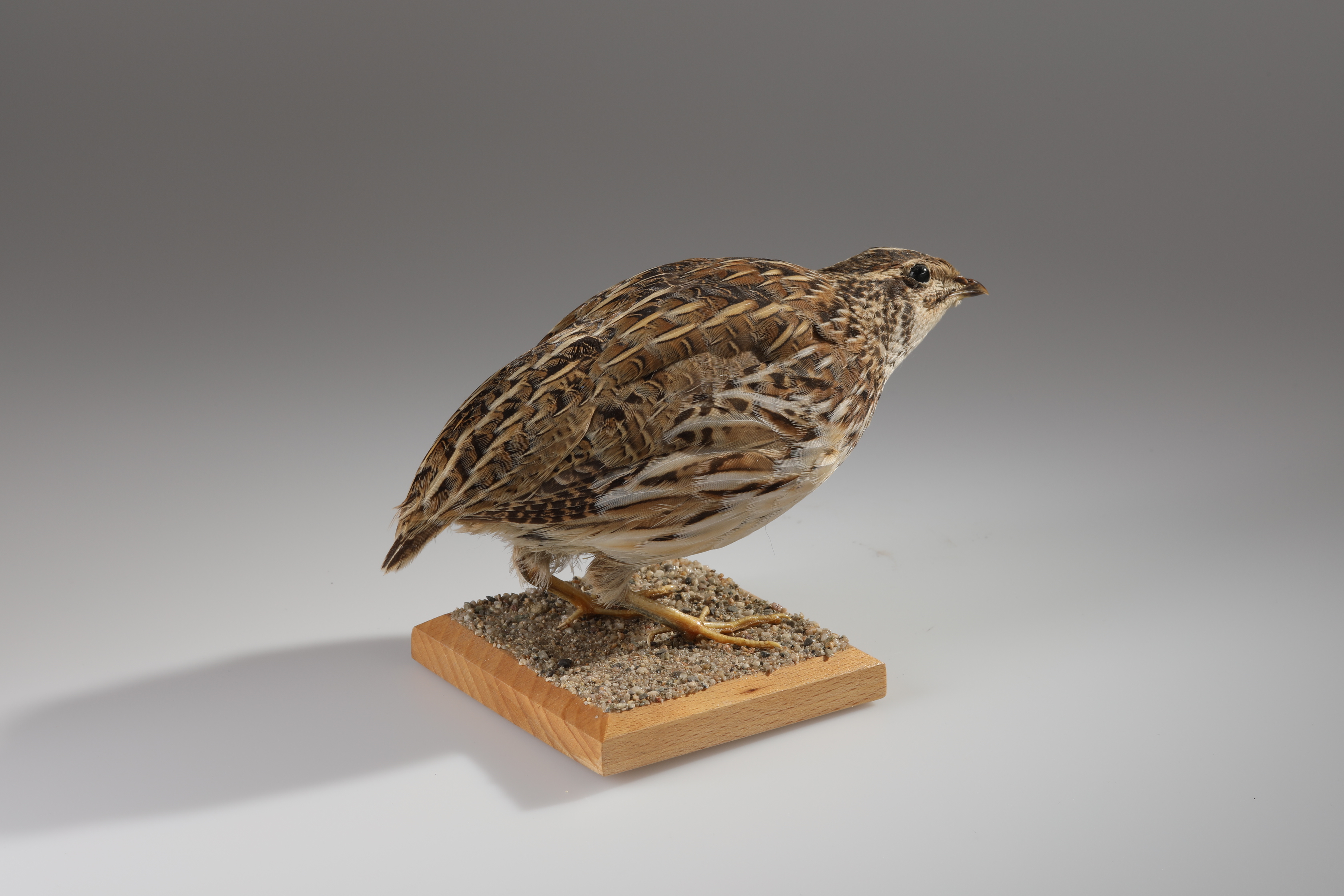 Náhledový obrázek Coturnix coturnix (dermoplastický preparát) - 3