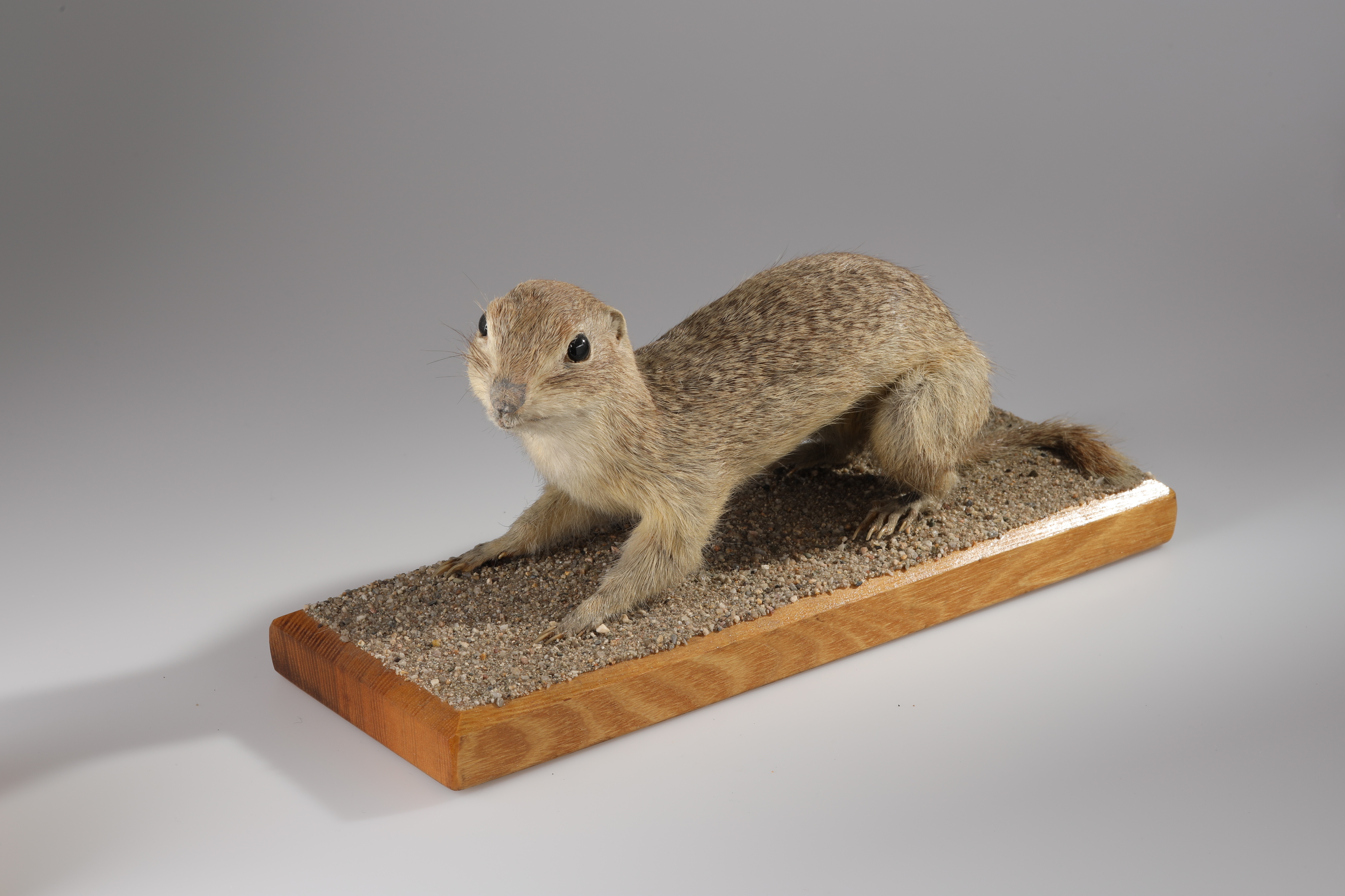 Náhledový obrázek Spermophilus citellus (dermoplastický preparát) - 3