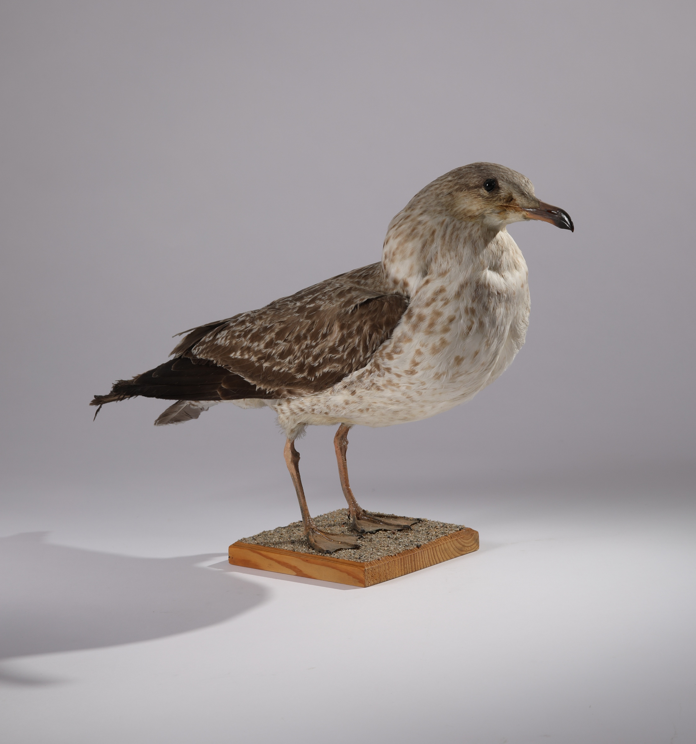 Náhledový obrázek Larus argentatus (dermoplastický preparát) - 1