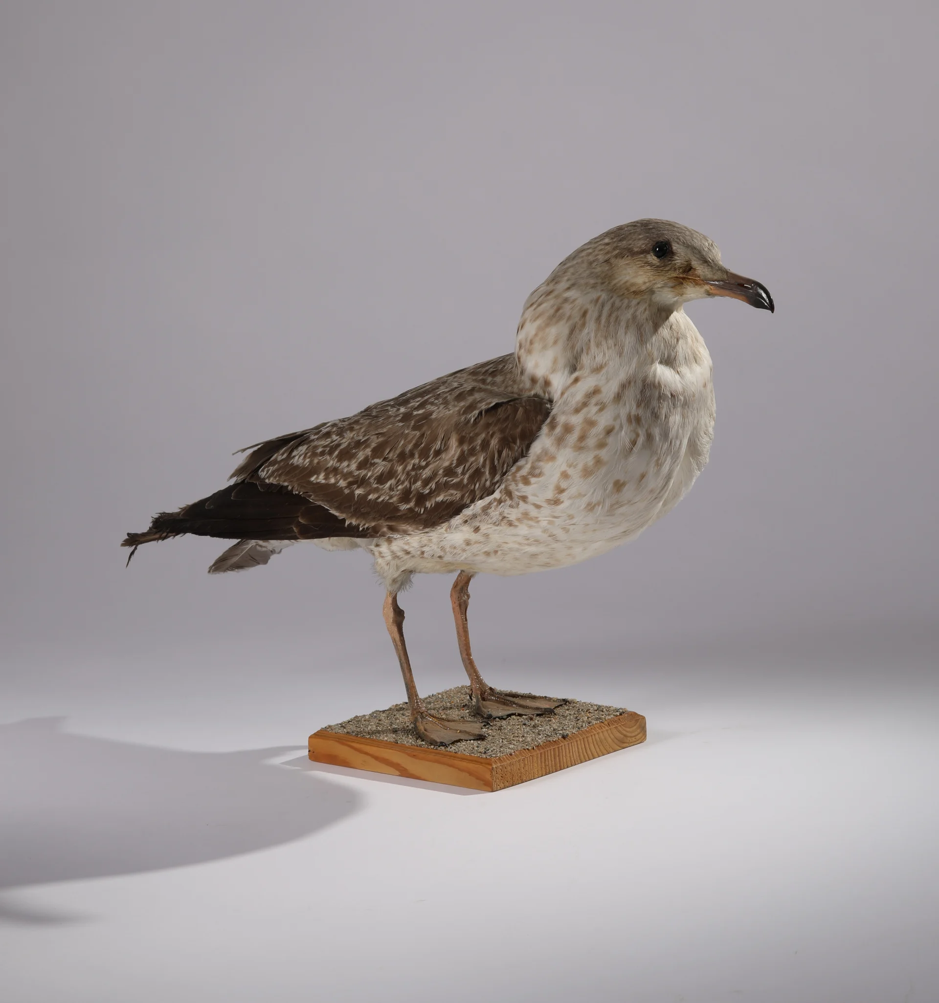 Náhledový obrázek předmětu Larus argentatus (dermoplastický preparát)