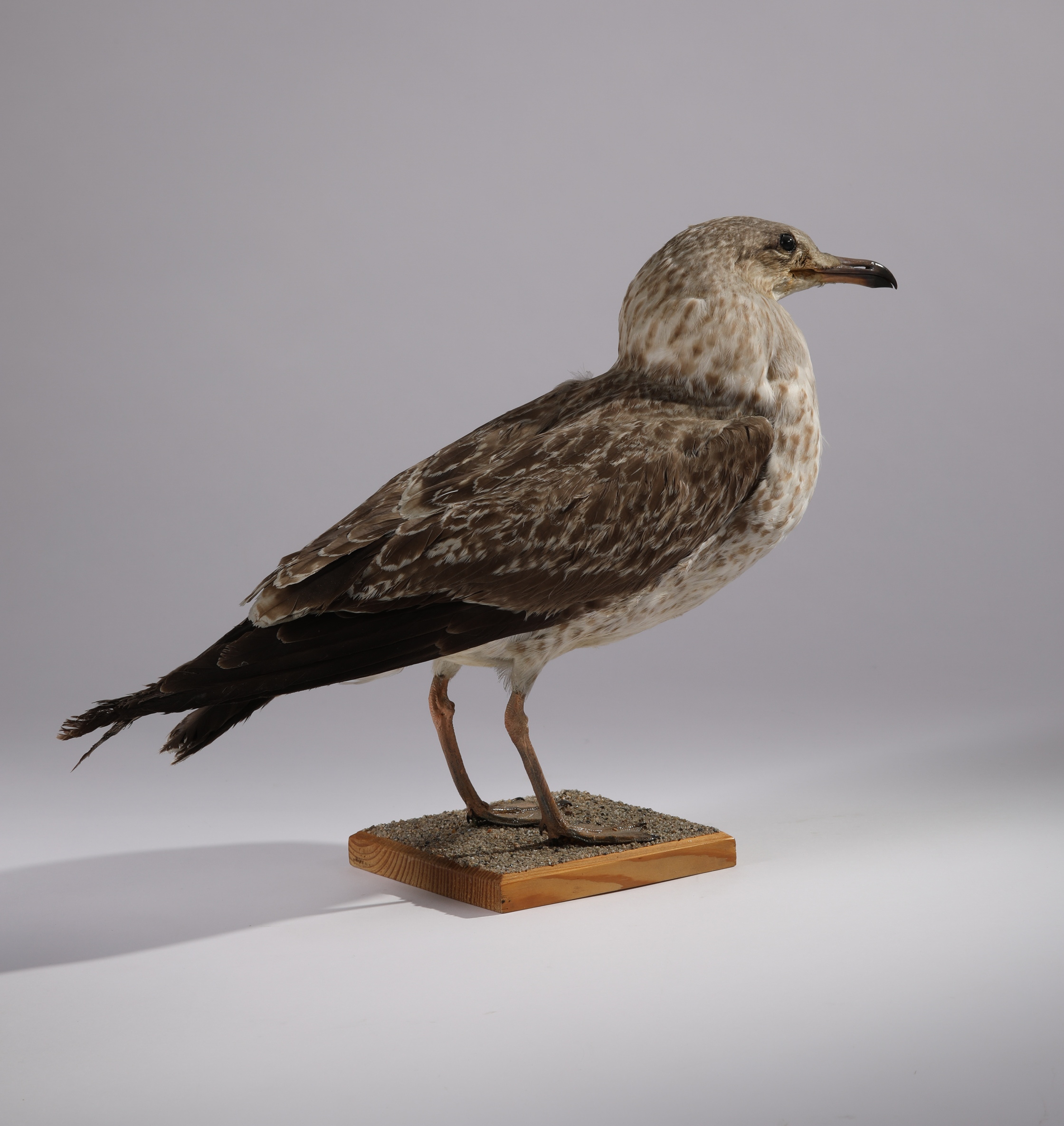 Náhledový obrázek Larus argentatus (dermoplastický preparát) - 3