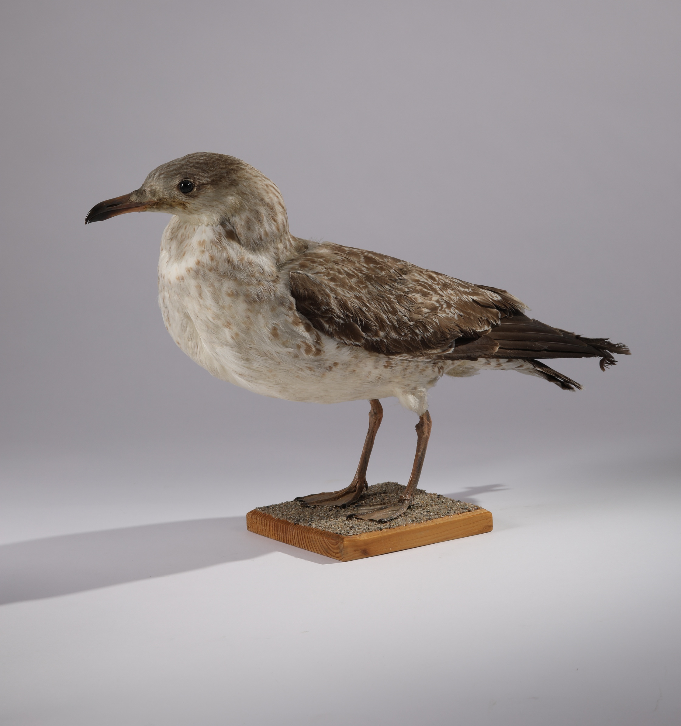 Náhledový obrázek Larus argentatus (dermoplastický preparát) - 2