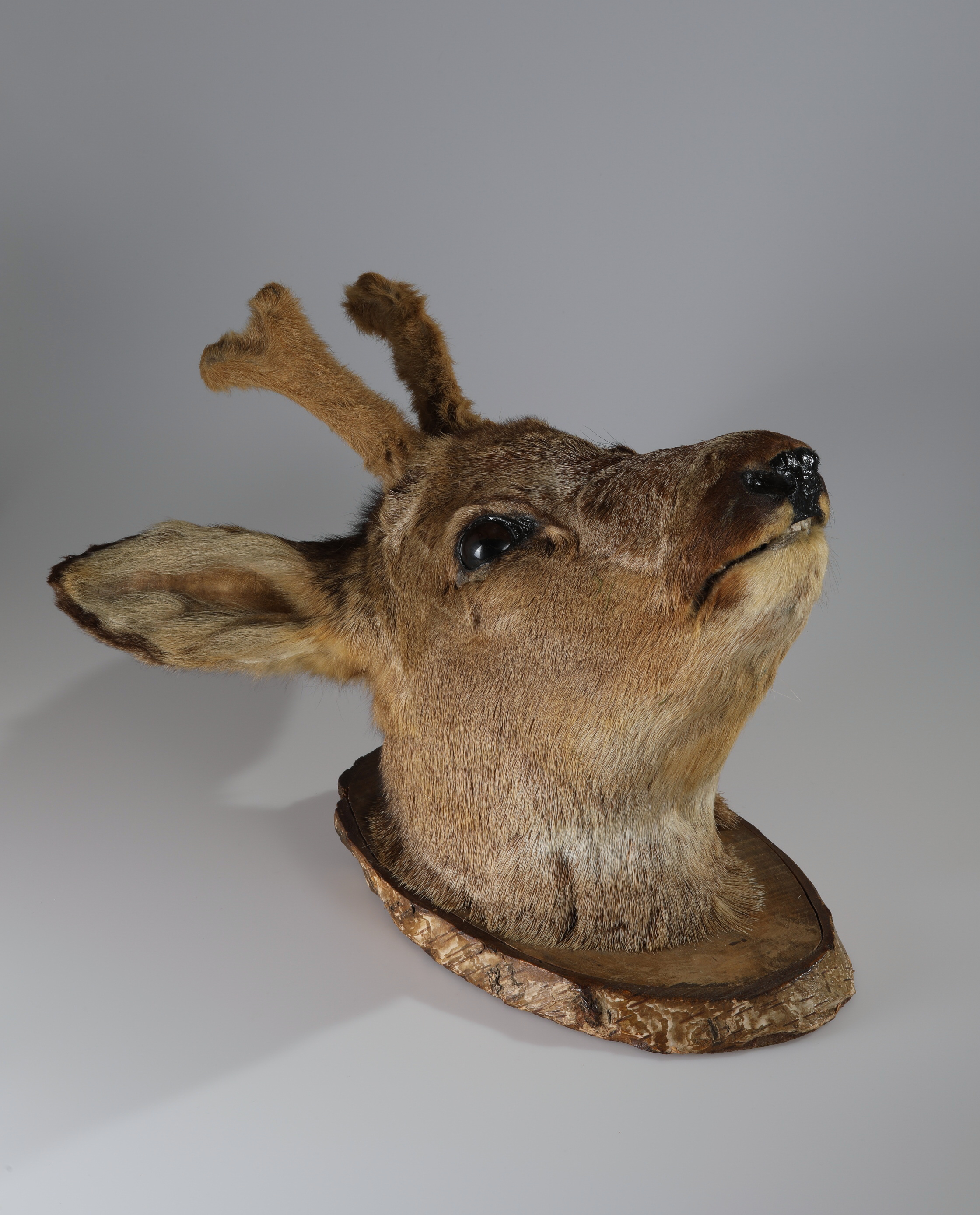 Náhledový obrázek Capreolus capreolus (dermoplastický preparát) - 1