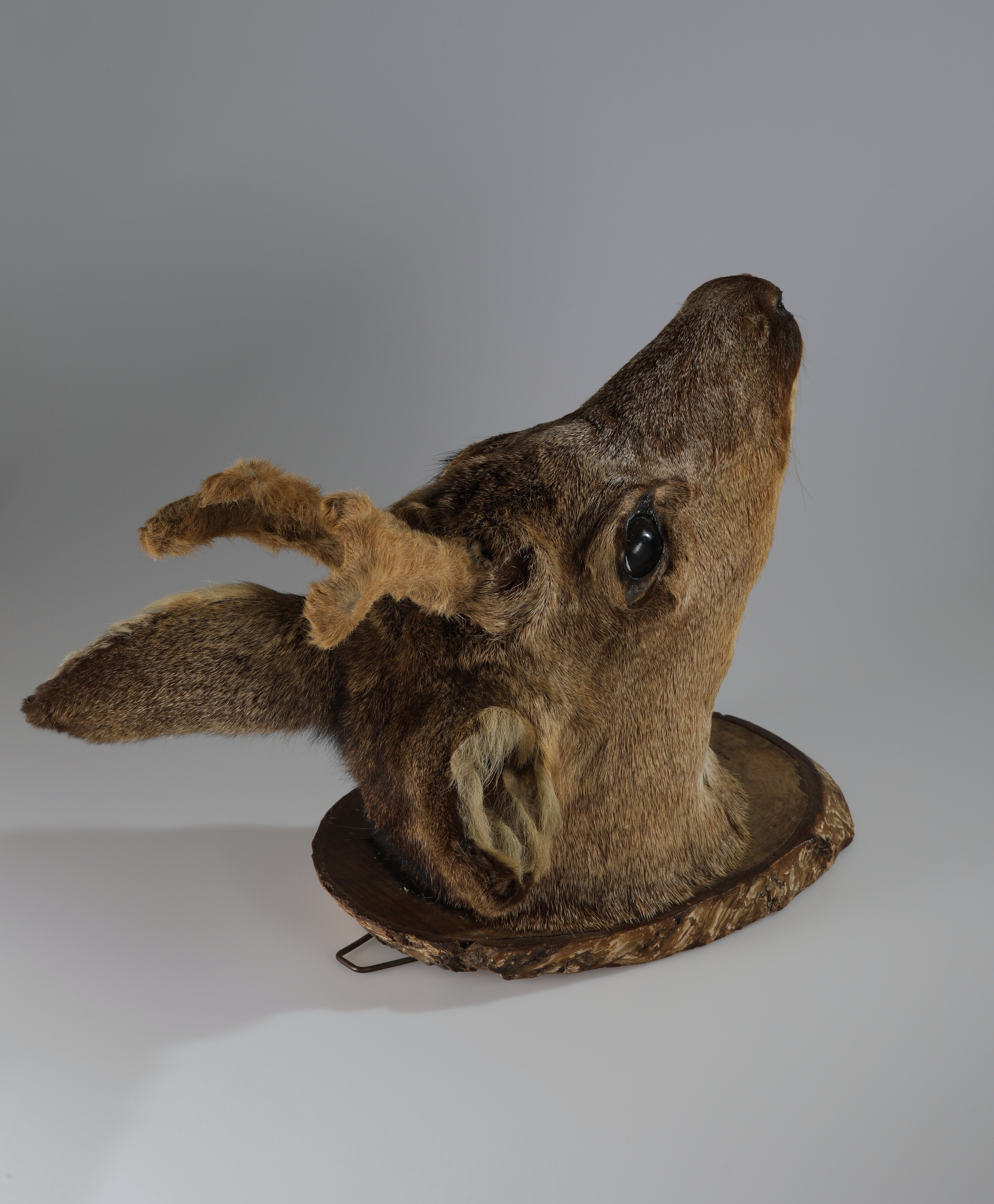 Náhledový obrázek Capreolus capreolus (dermoplastický preparát) - 3