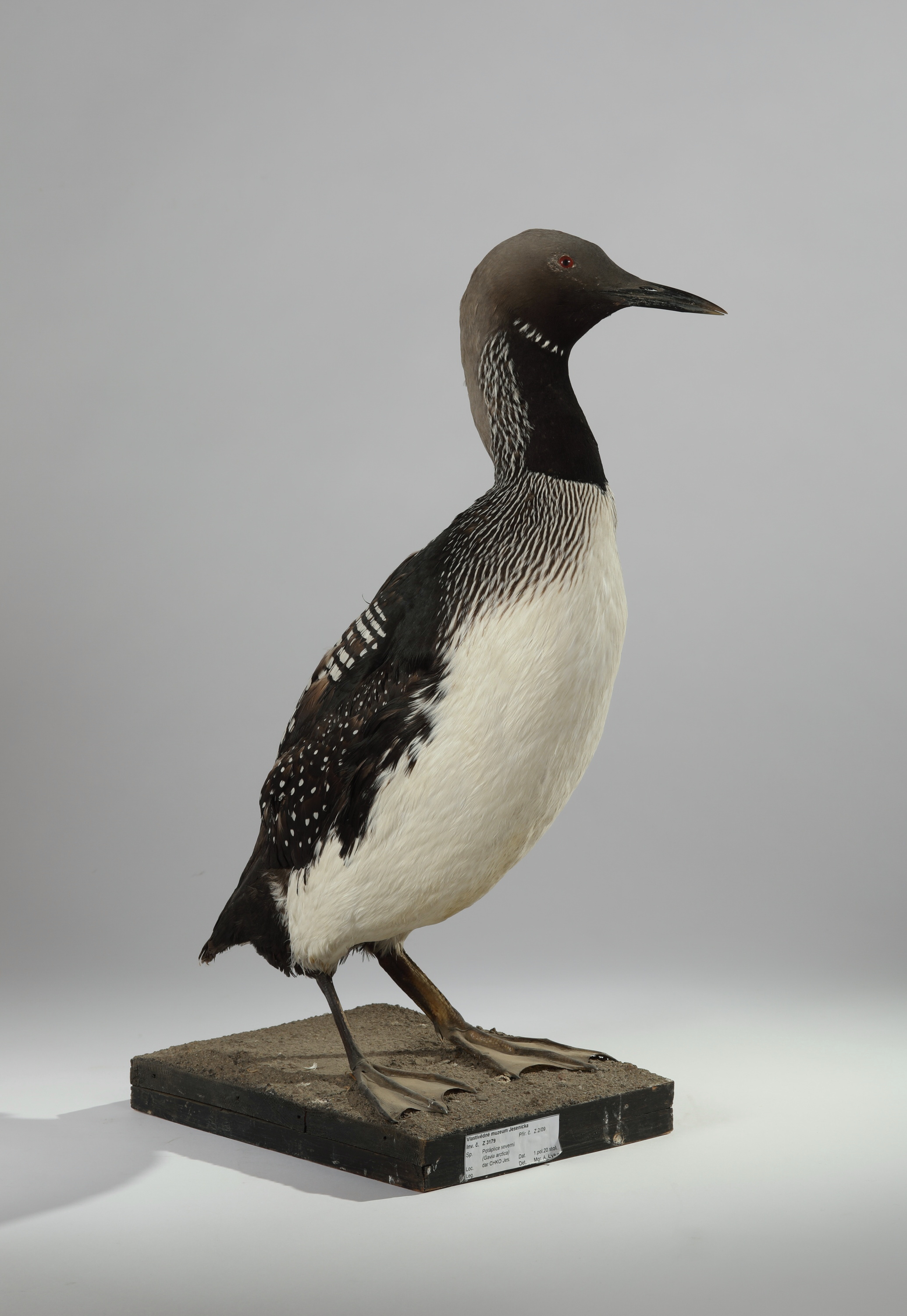 Náhledový obrázek Gavia arctica (dermoplastický preparát) - 1