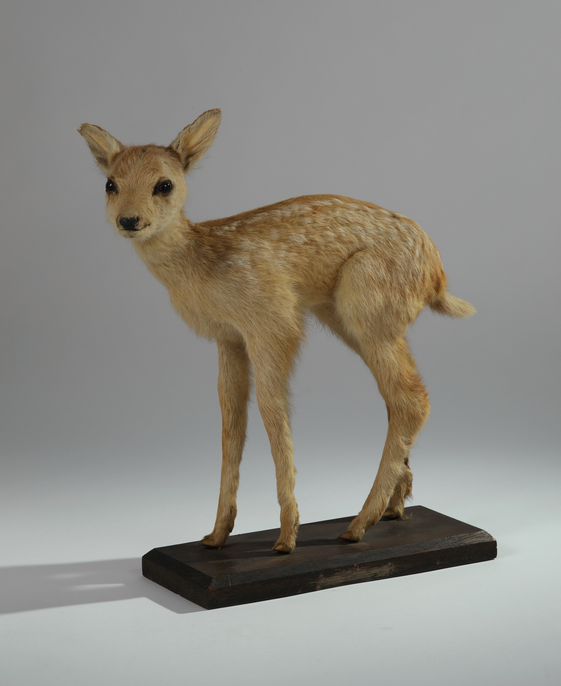 Náhledový obrázek Capreolus capreolus (dermoplastický preparát) - 1