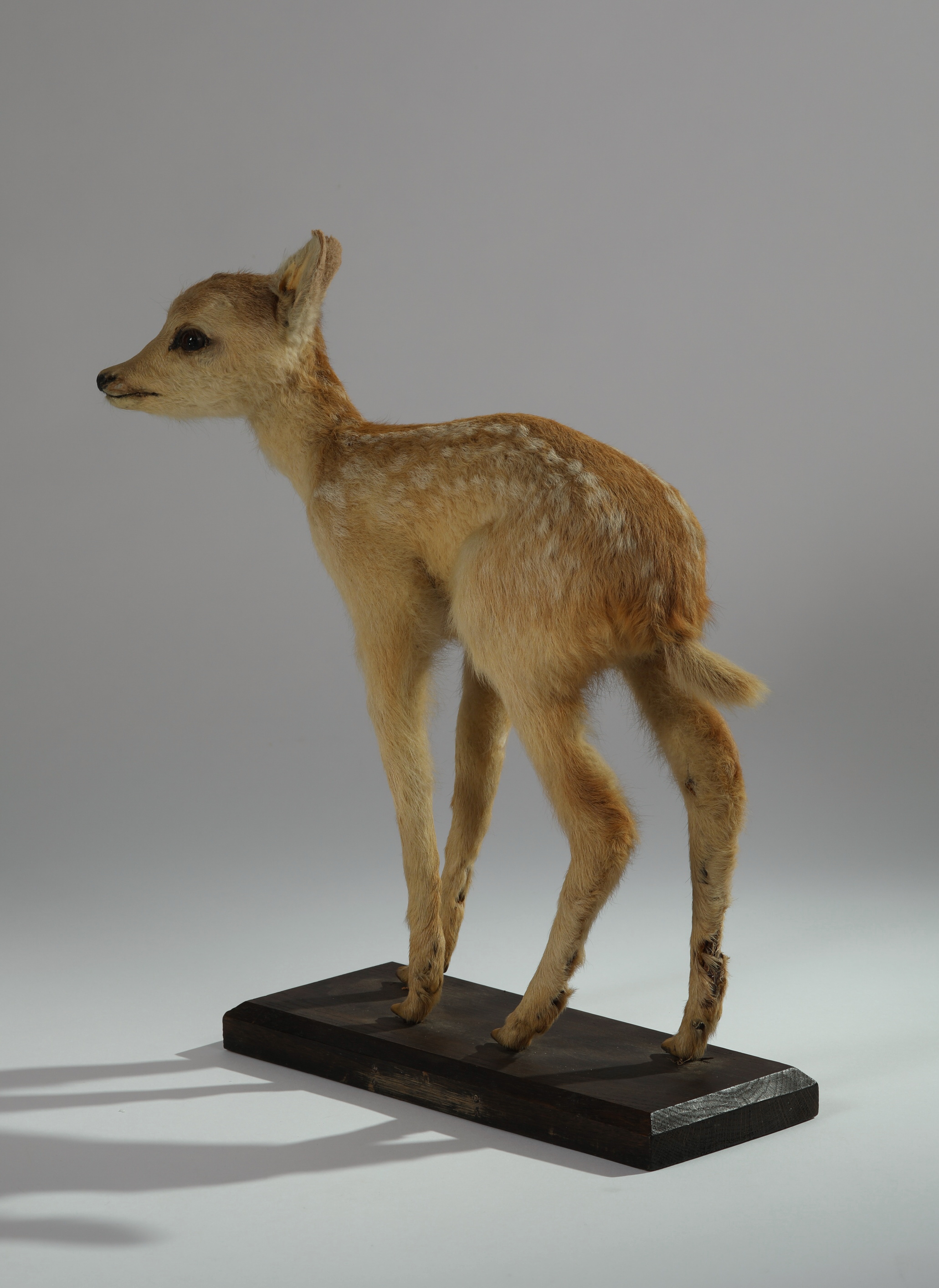 Náhledový obrázek Capreolus capreolus (dermoplastický preparát) - 3