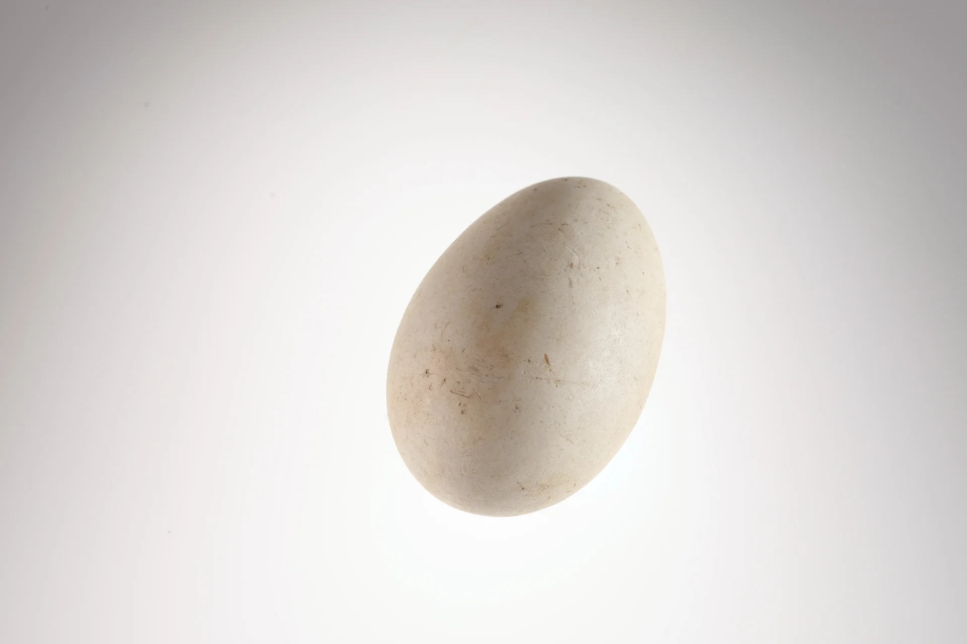 Náhledový obrázek předmětu Podiceps cristatus (vejce)