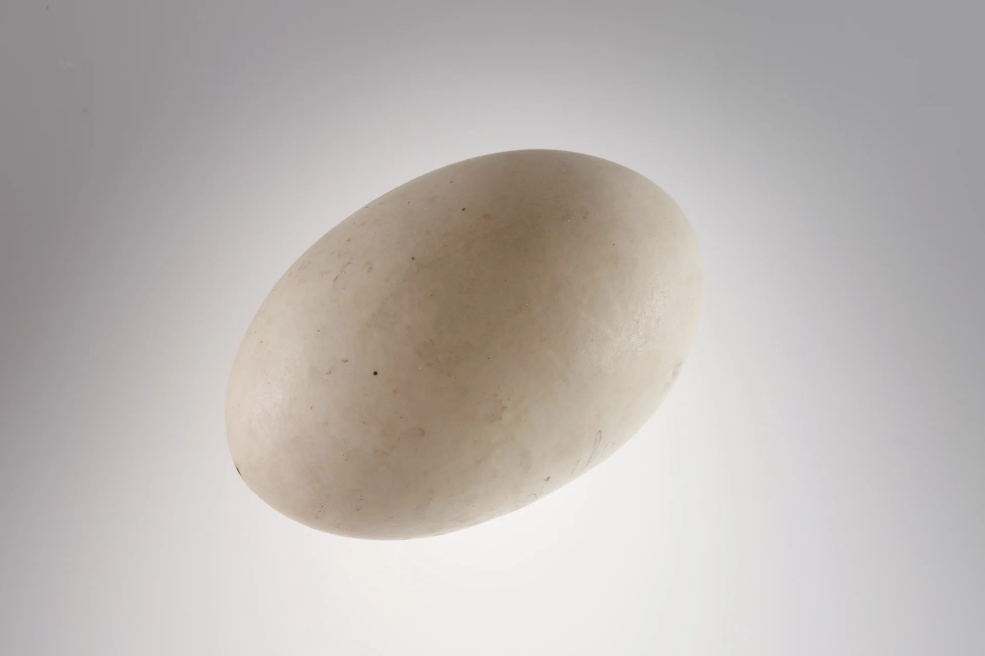 Náhledový obrázek předmětu Gavia stellata (vejce)