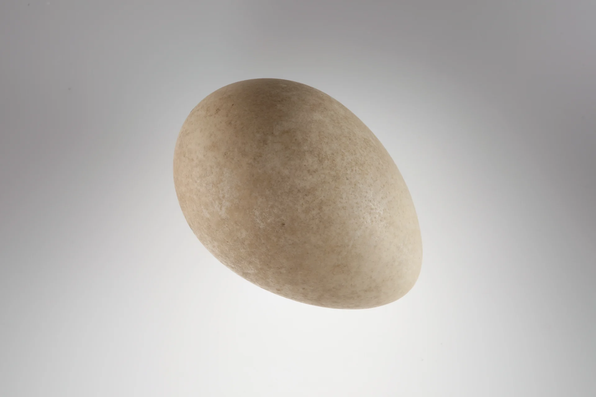Náhledový obrázek předmětu Pavo cristatus (vejce)